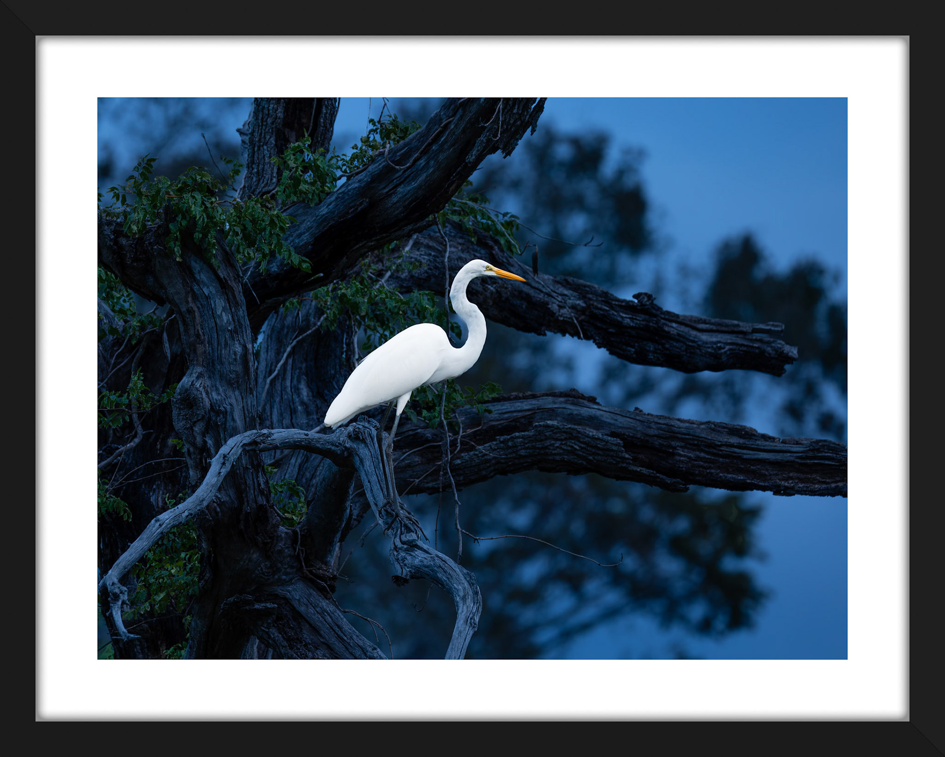 7723 Great Egret