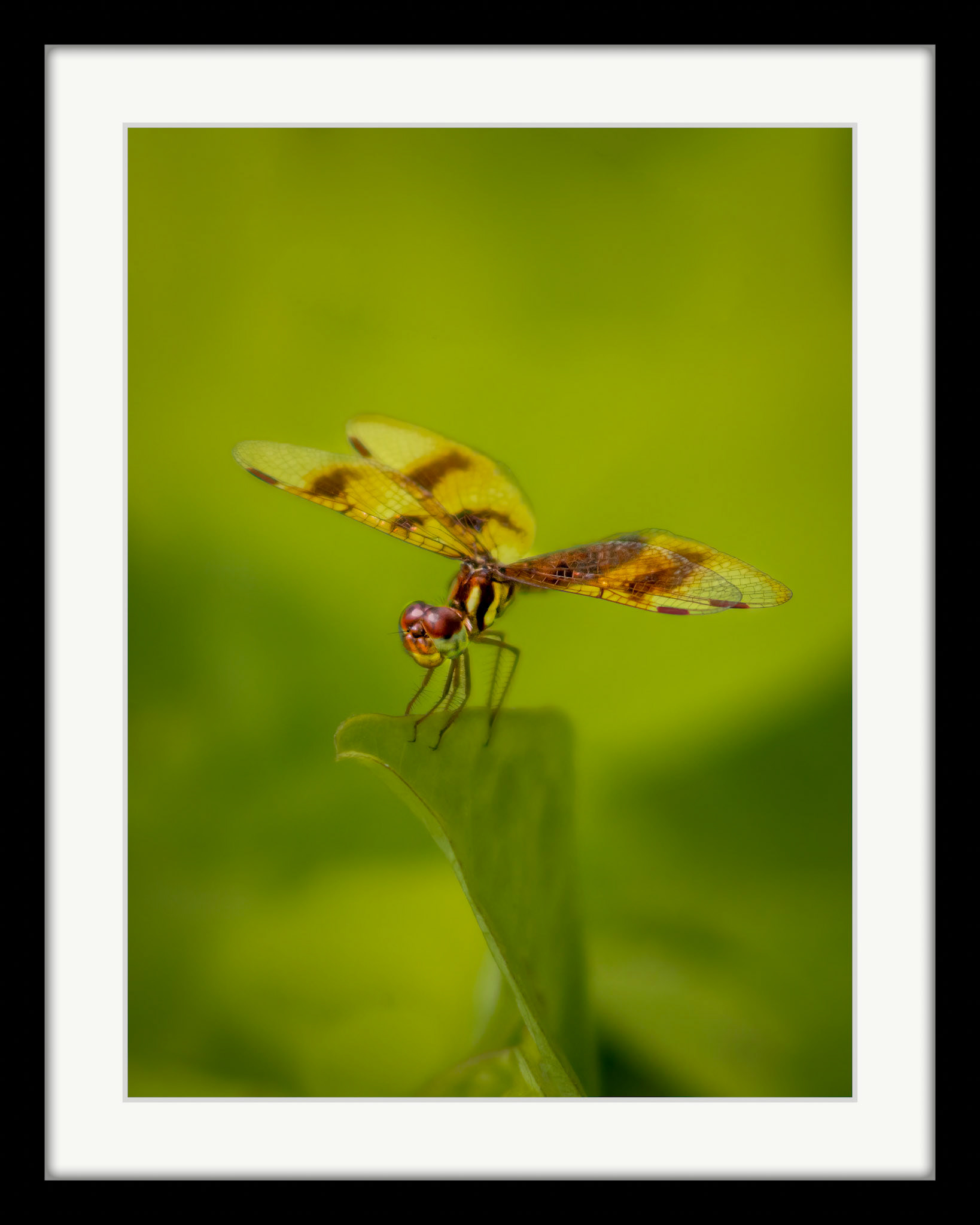 9071 Dragonfly