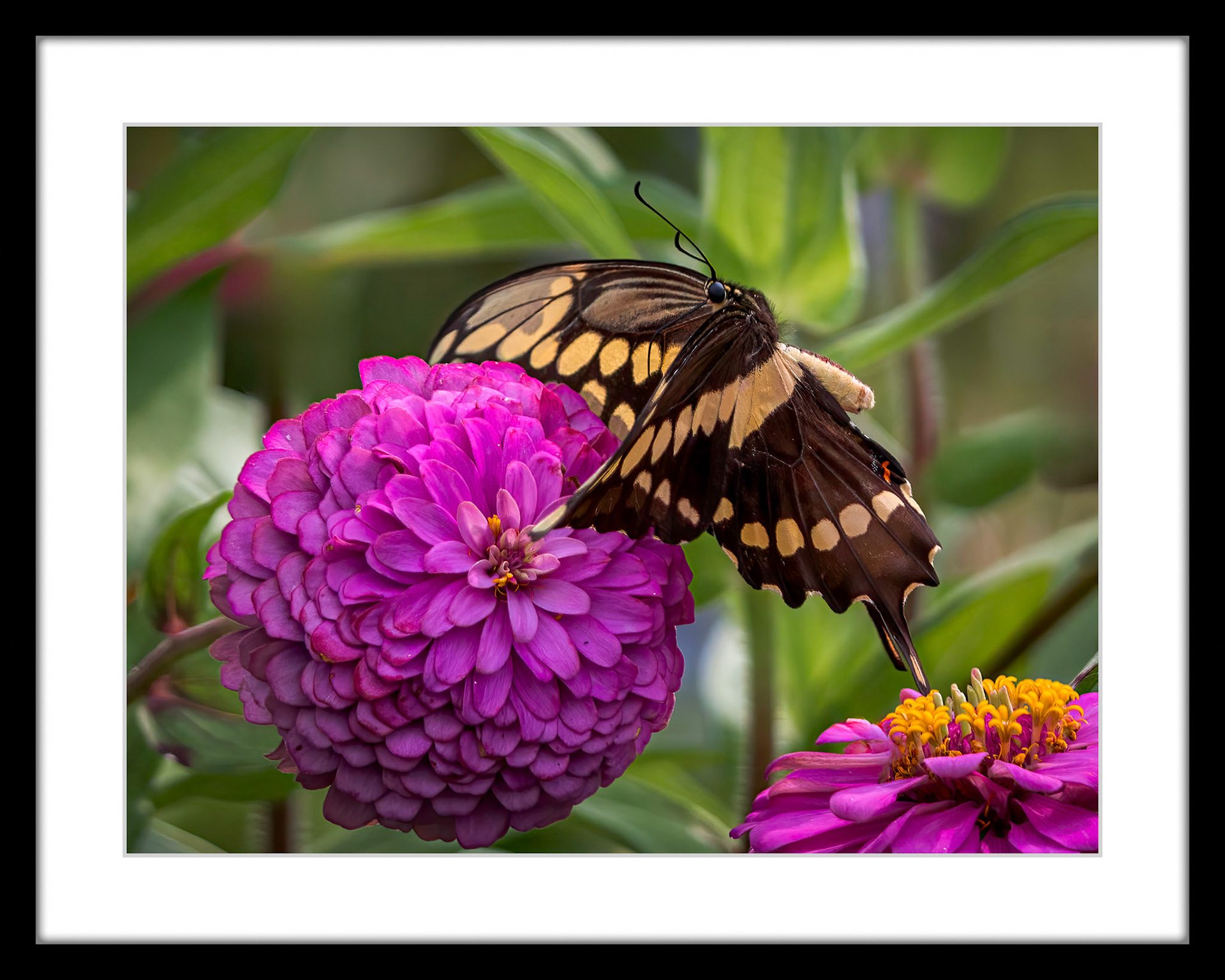 1748 Giant Swallowtail