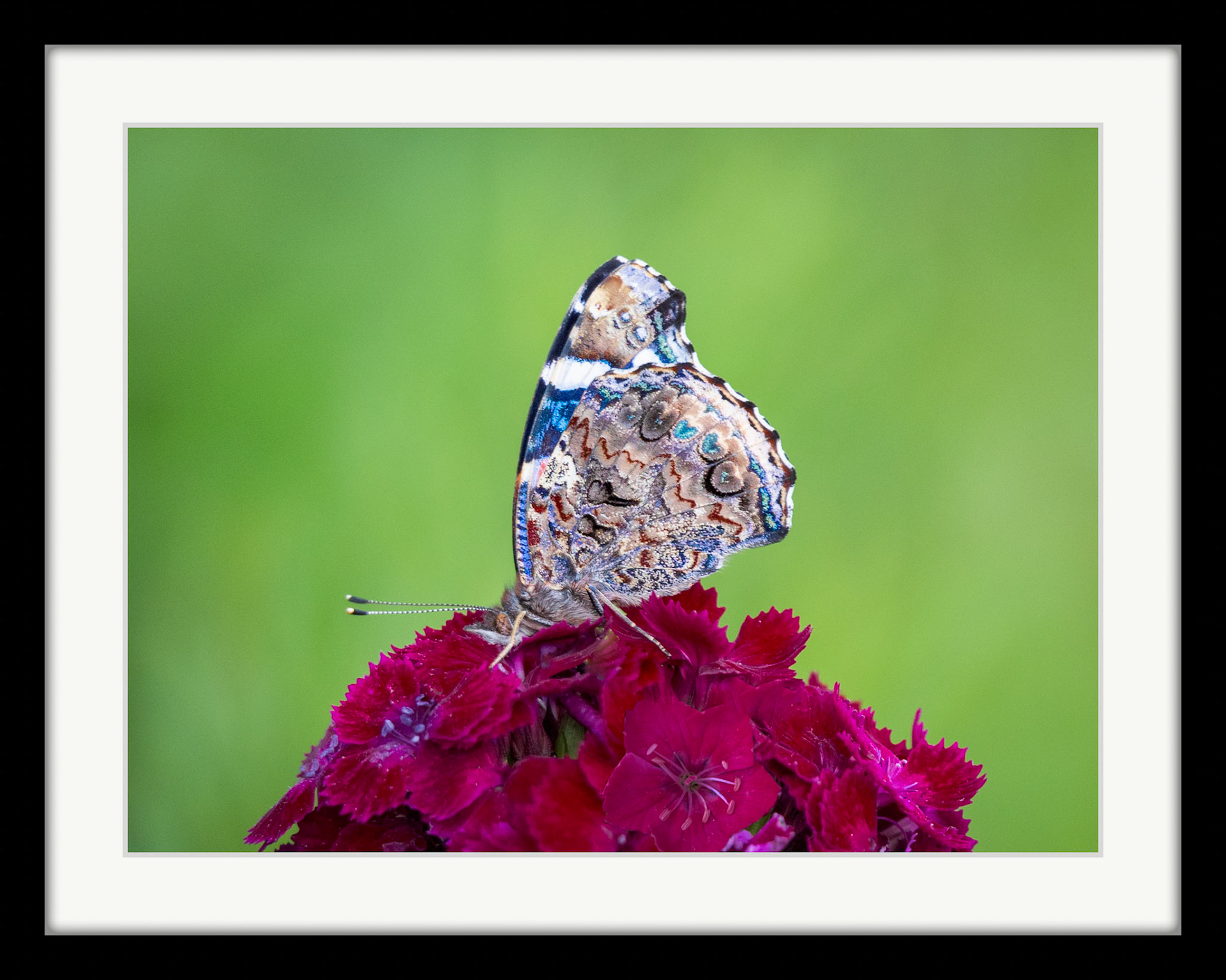 6610 Red Admiral