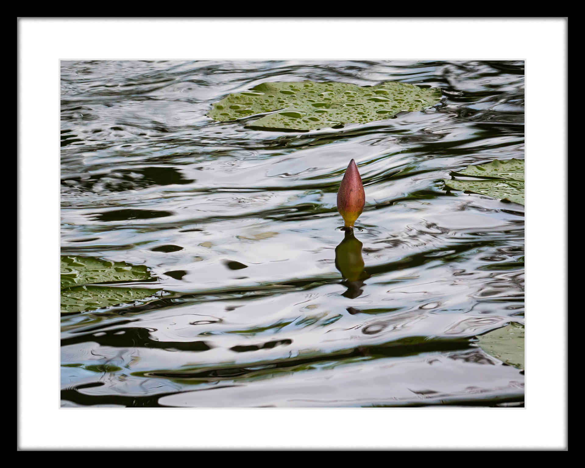 5083 Water Lilly