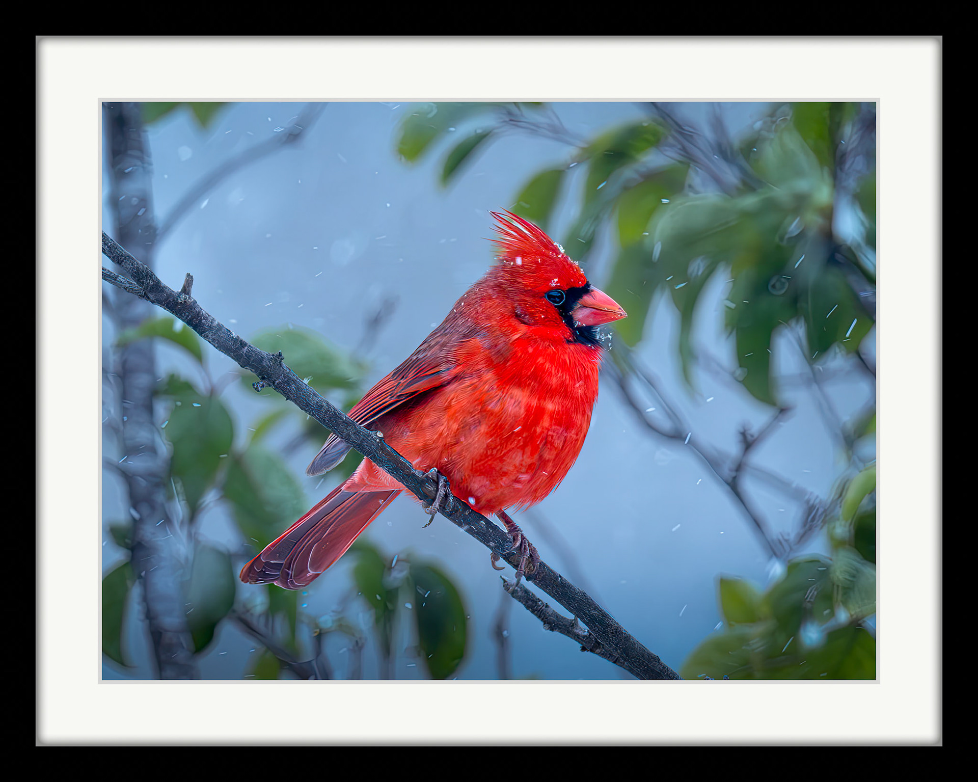 0691 Cardinal