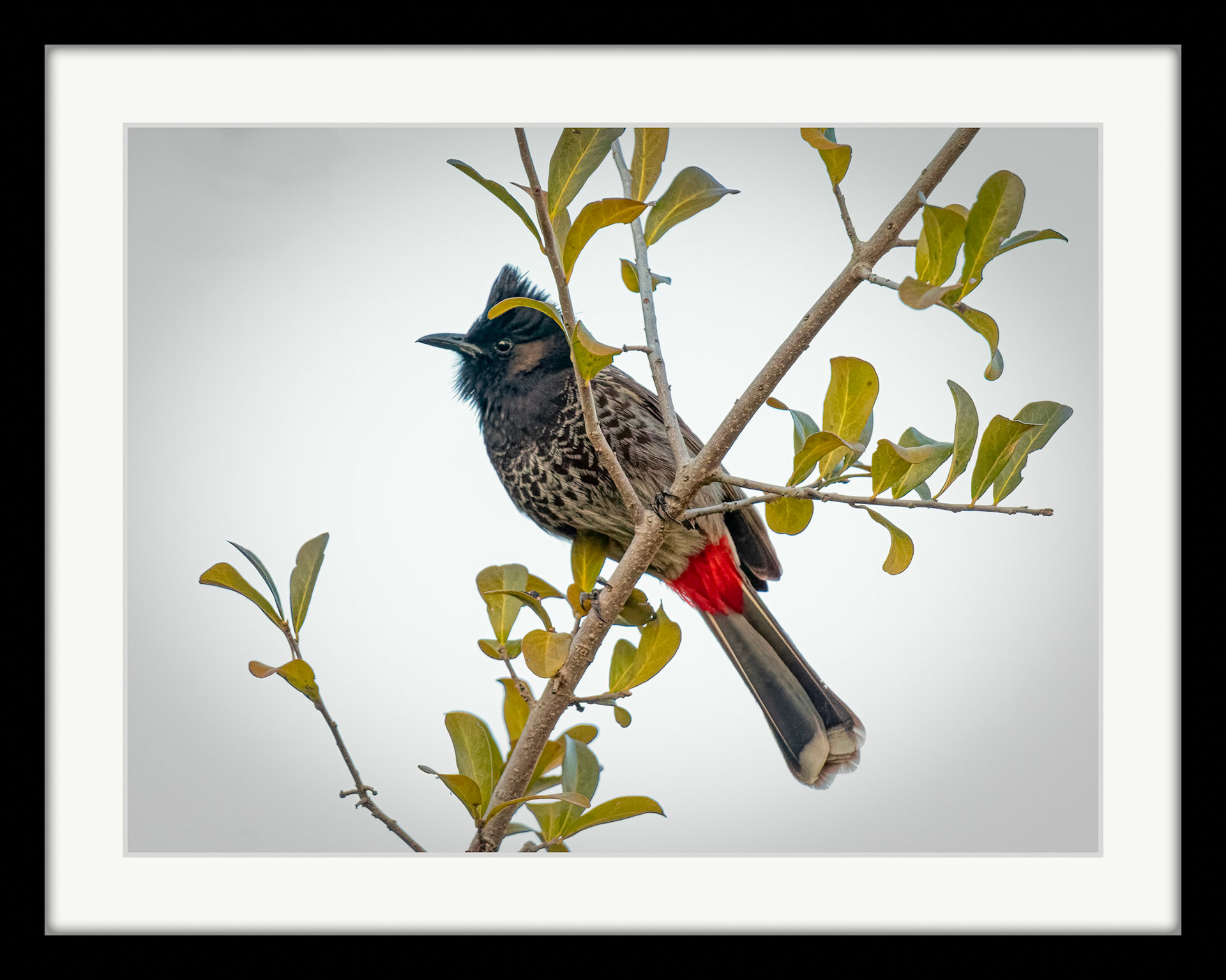 7612 Red Vented Bulbul