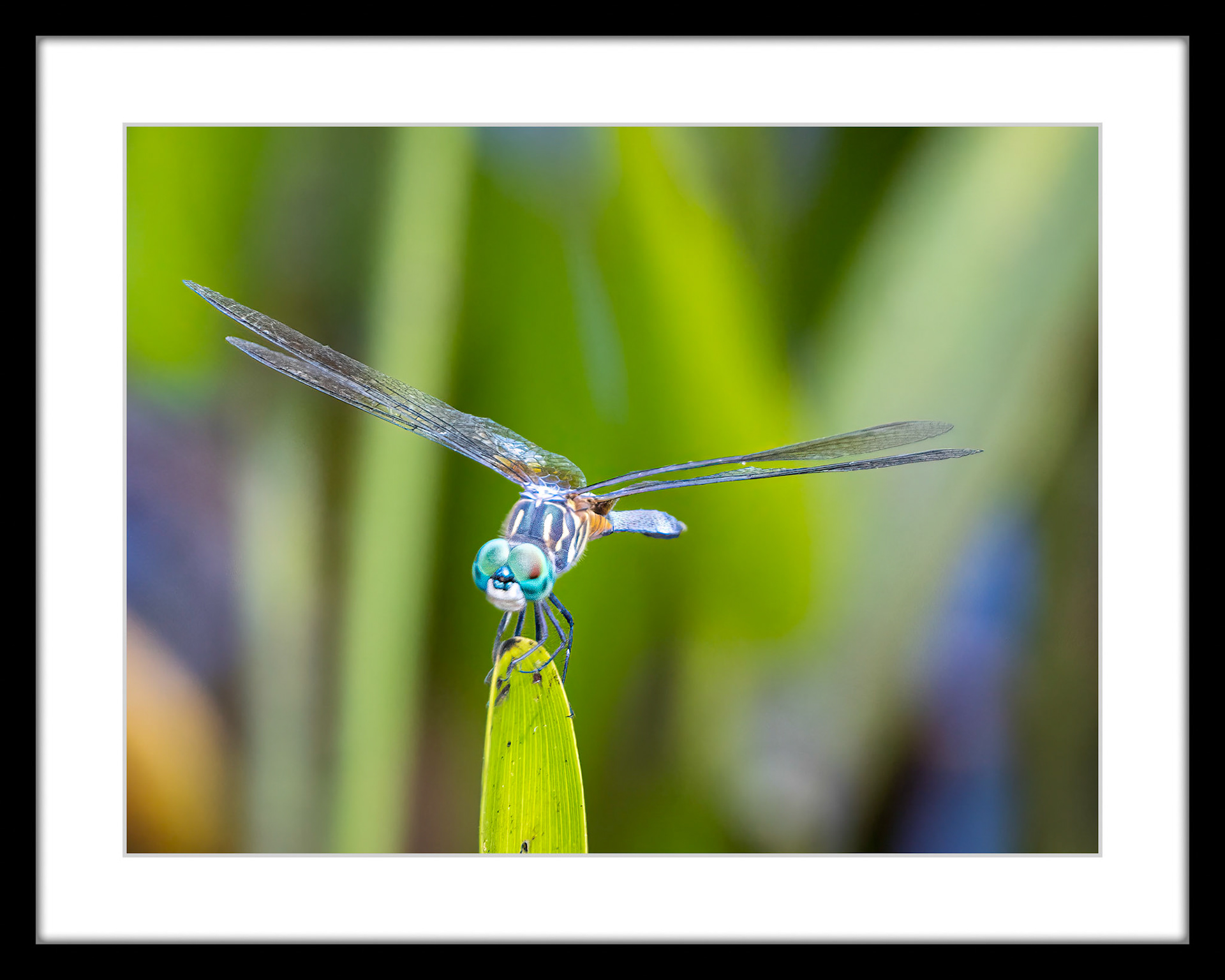 7116 Blue Dasher