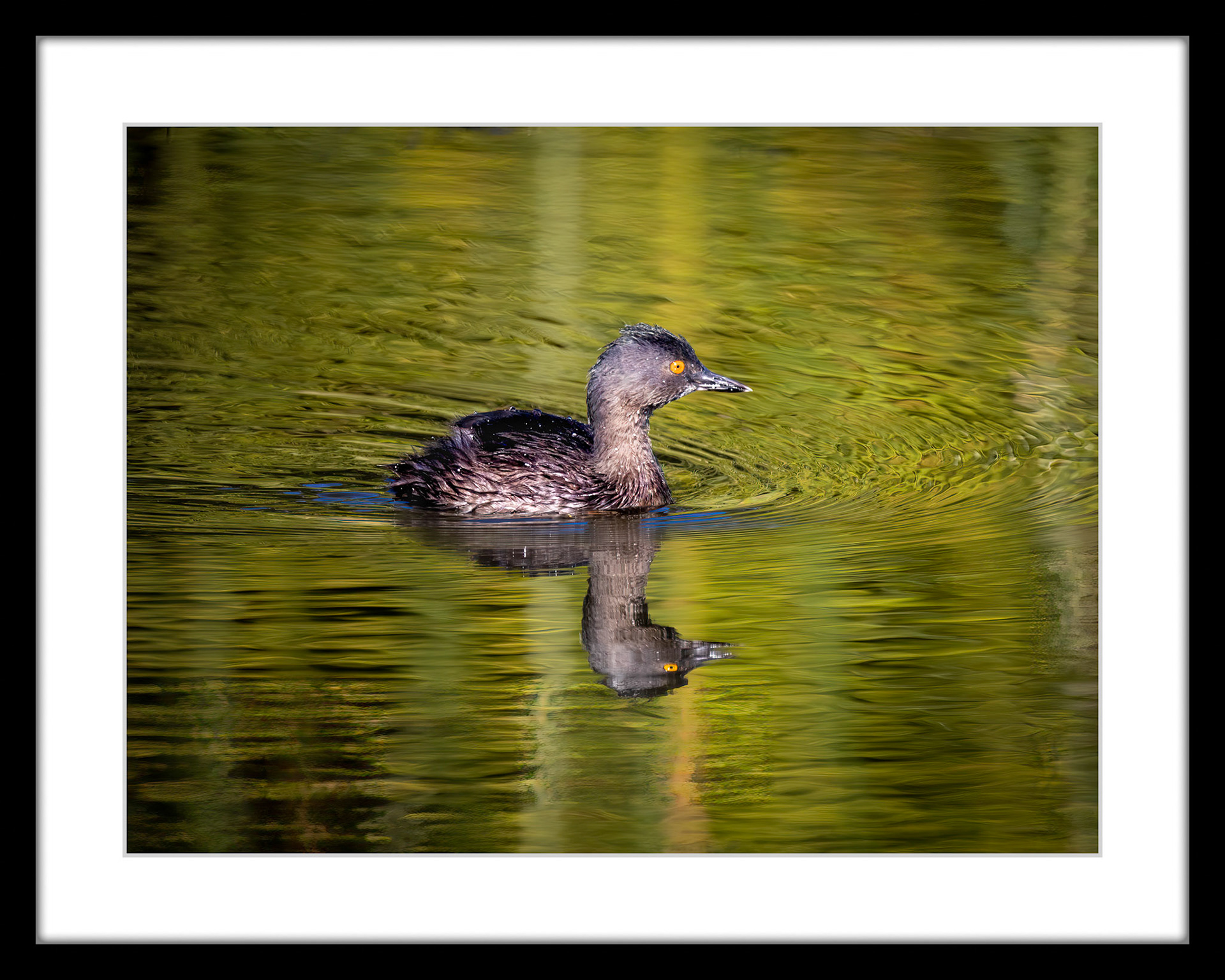 2038 Least Grebe