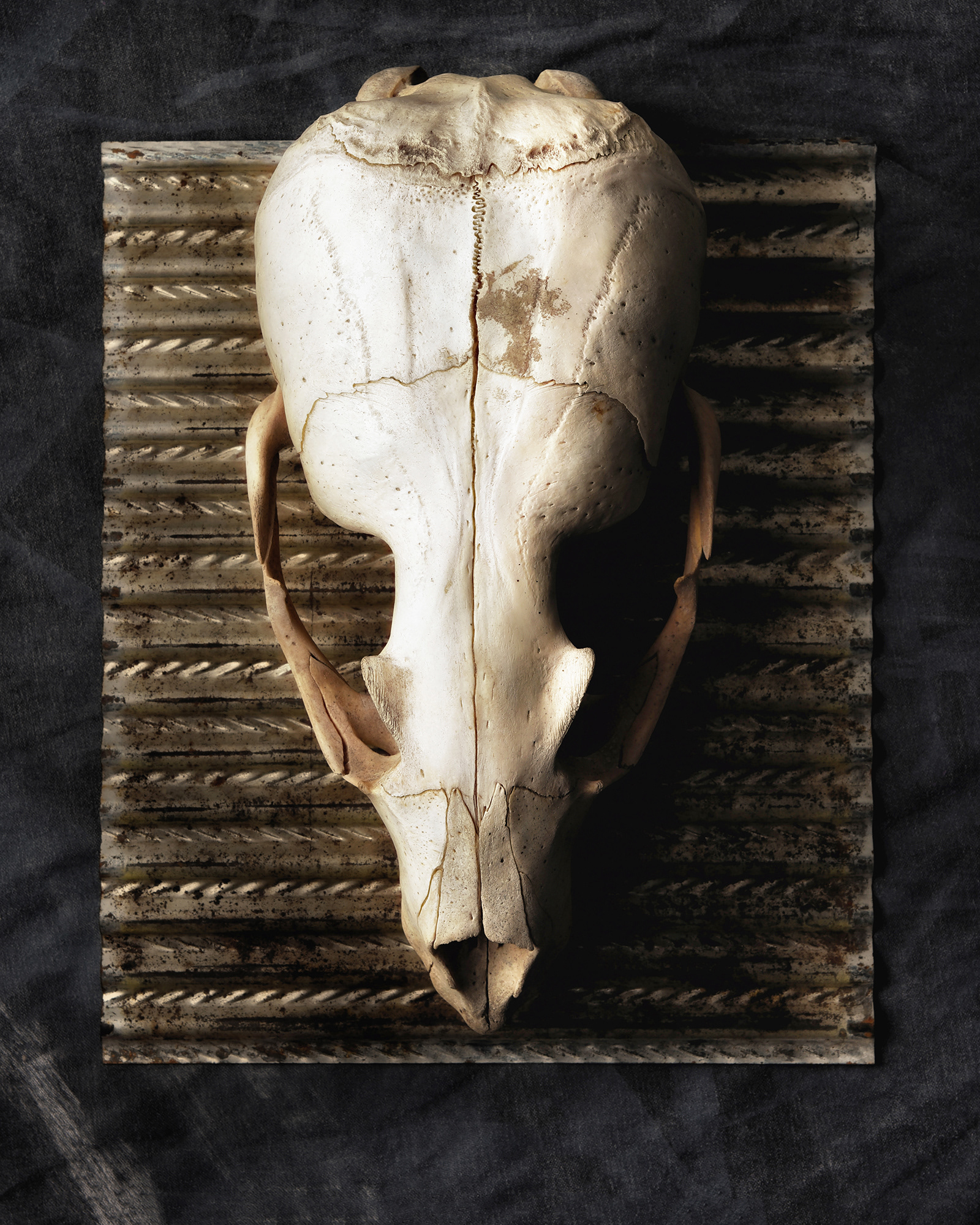 Sea Lion Skull