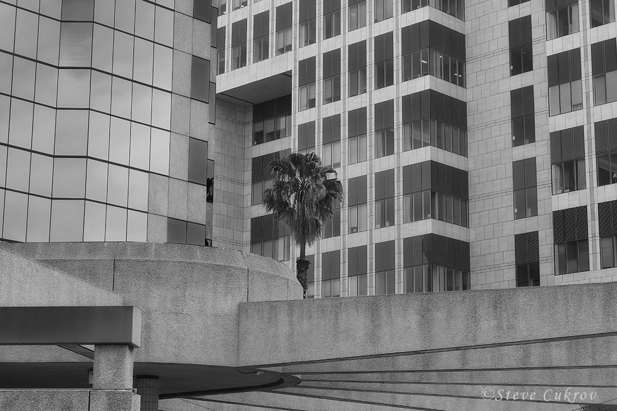 Lone Palm - Downtown Santa Ana