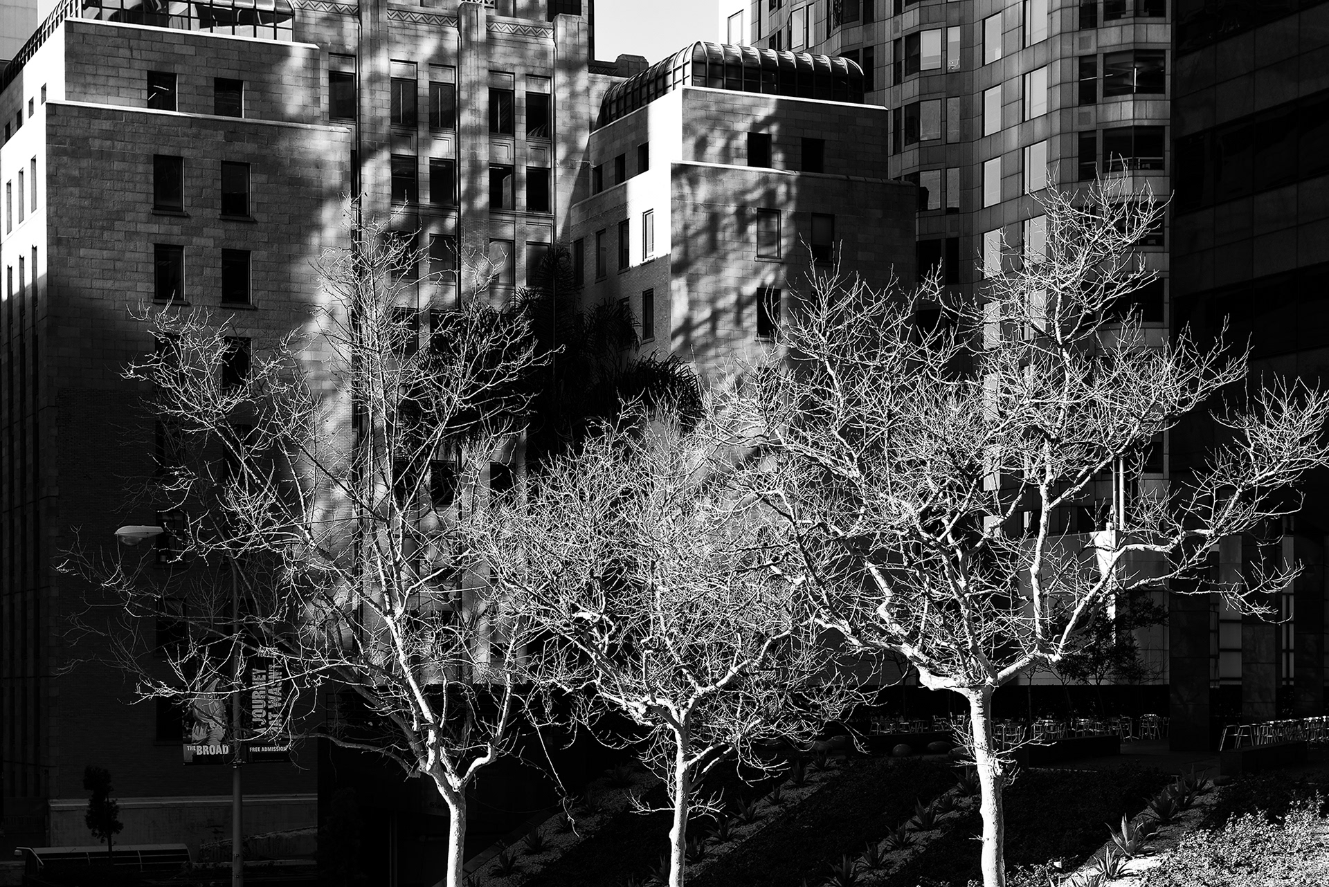 Winter Trees, Los Angeles, California, black and white photograph