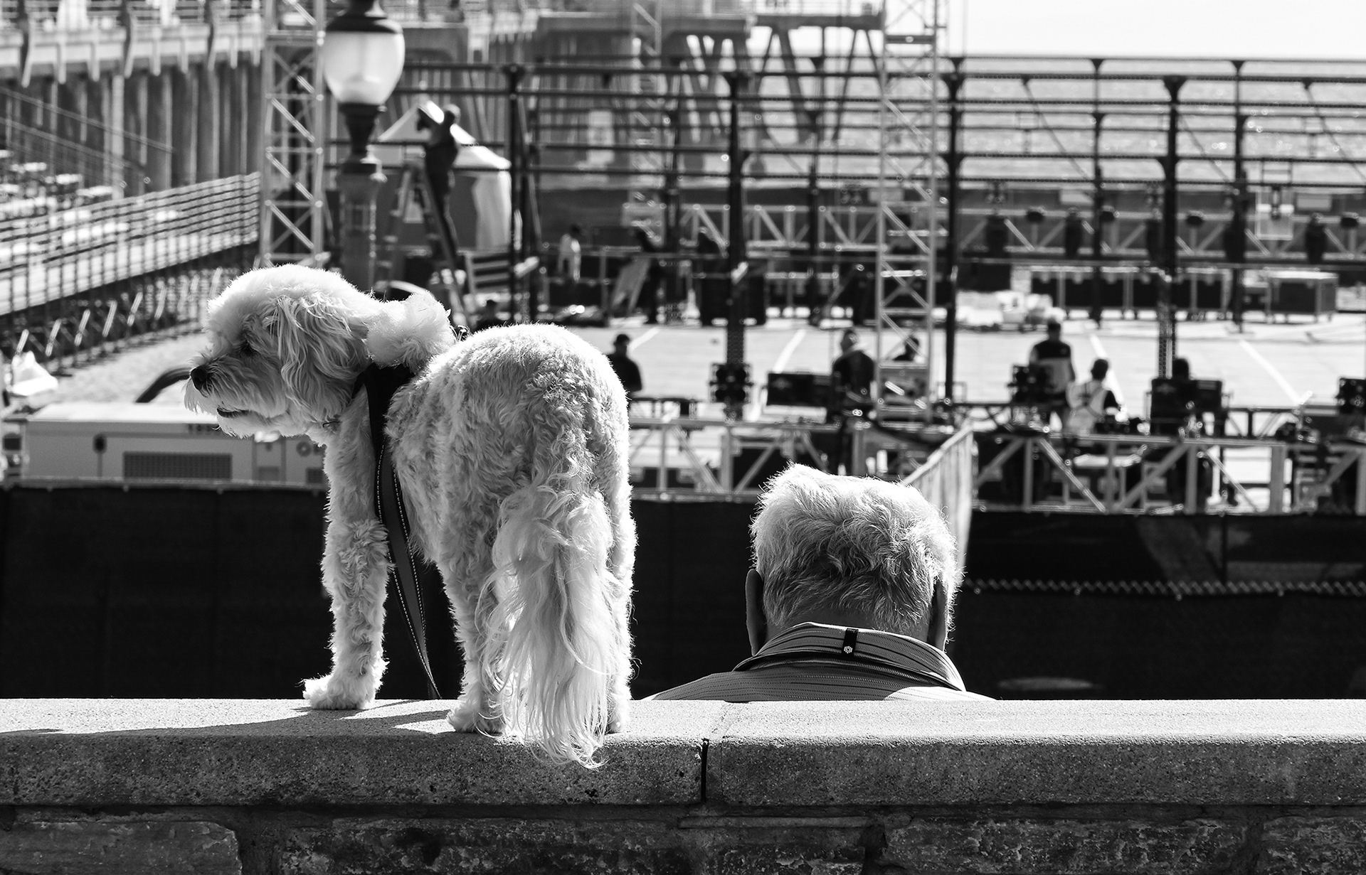 Pier Plaza Puppy