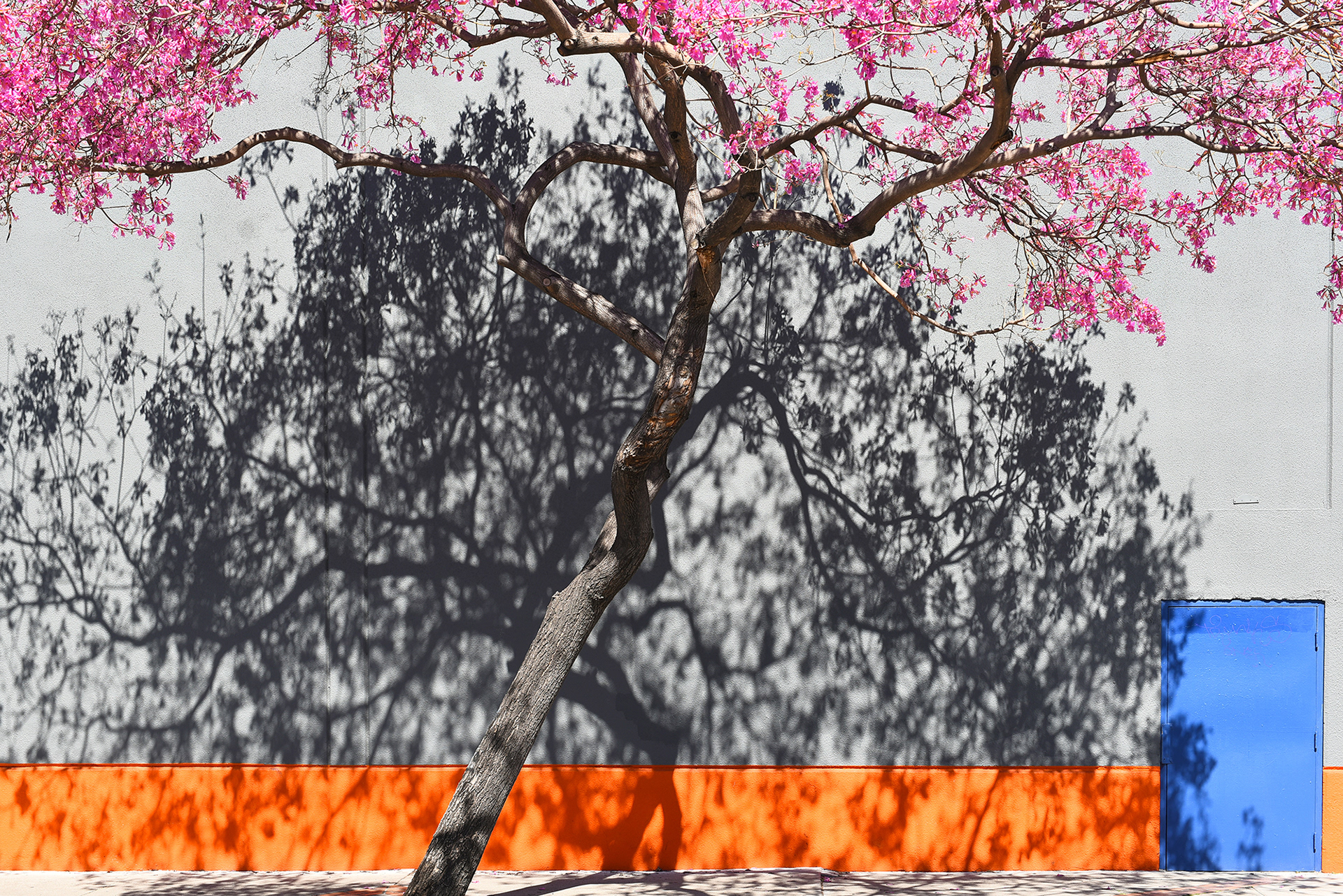 Pink flowering tree with Shadow and Blue Door