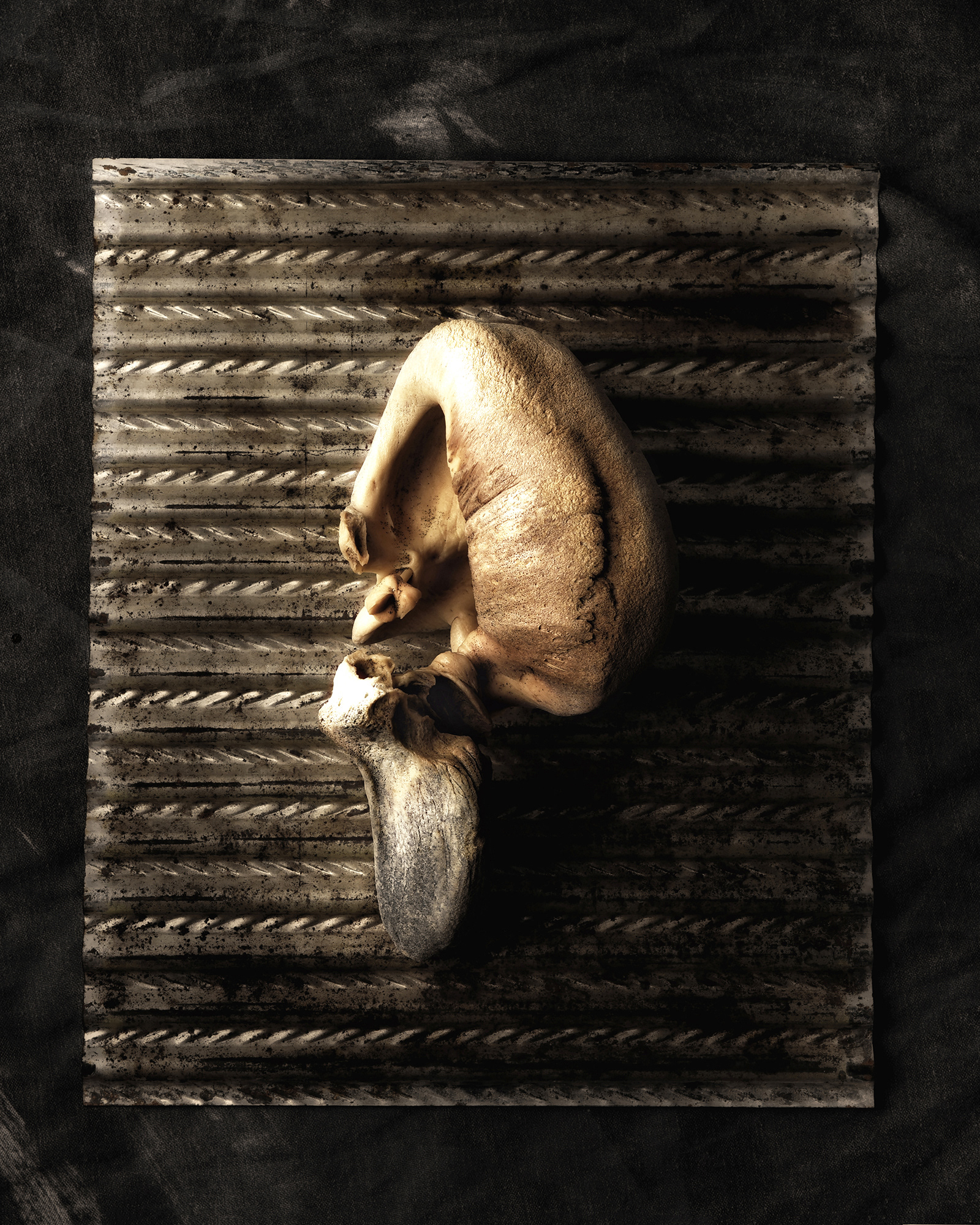 Whale Ear Bone