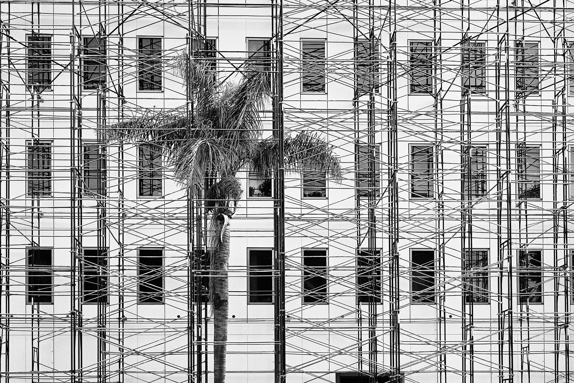 Palm & Scaffolding