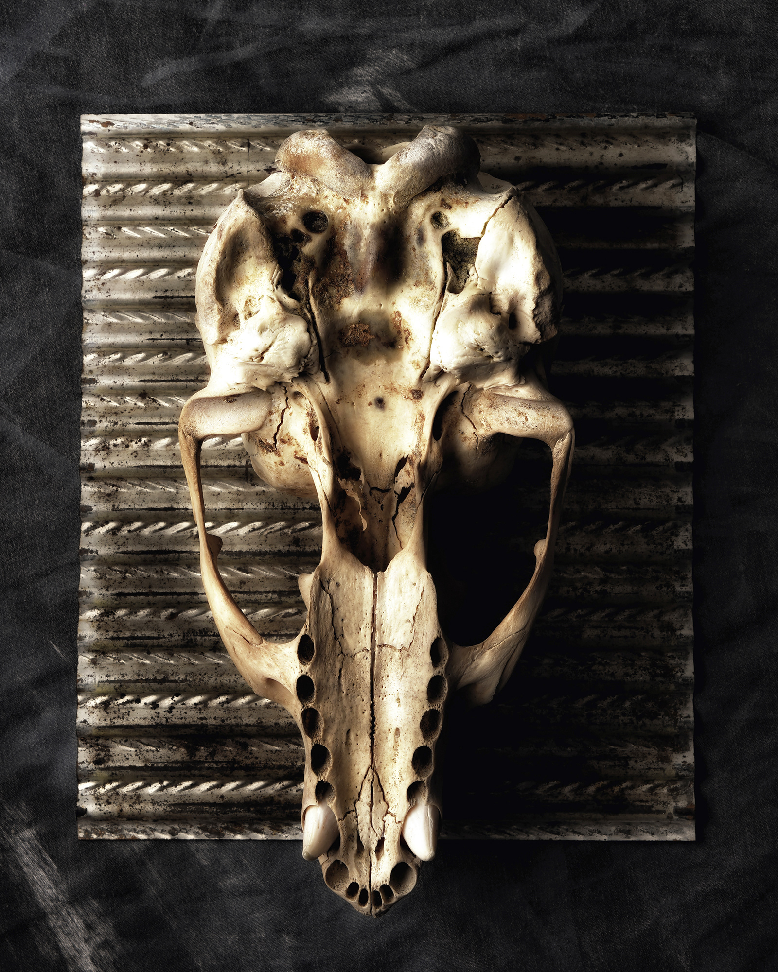 Sea Lion Skull with Teeth