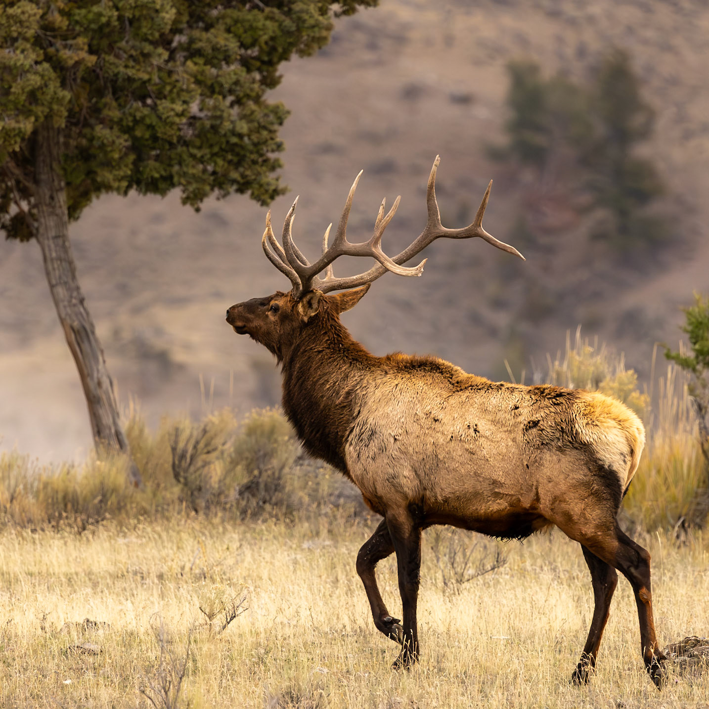 Yellowstone National Park