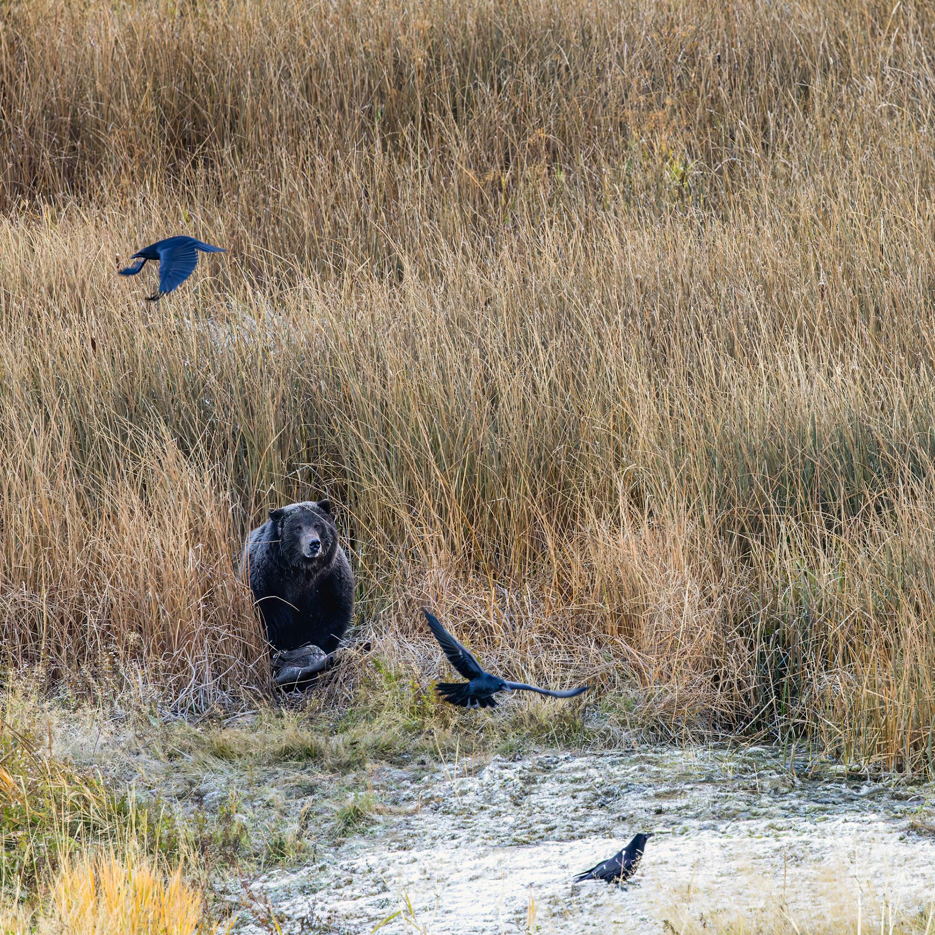 Yellowstone National Park