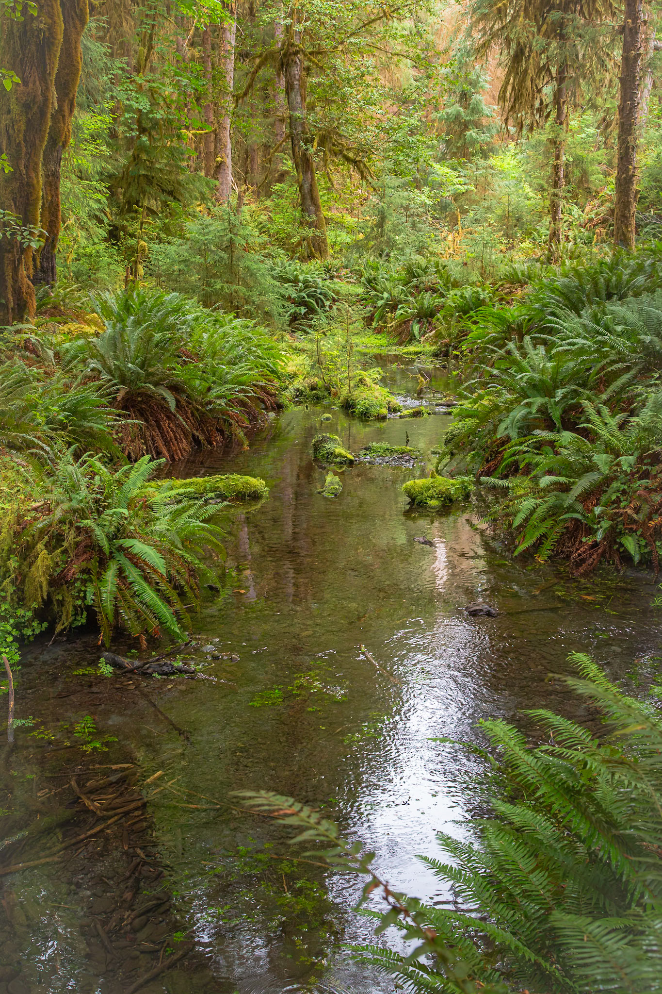 Olympic National Park
