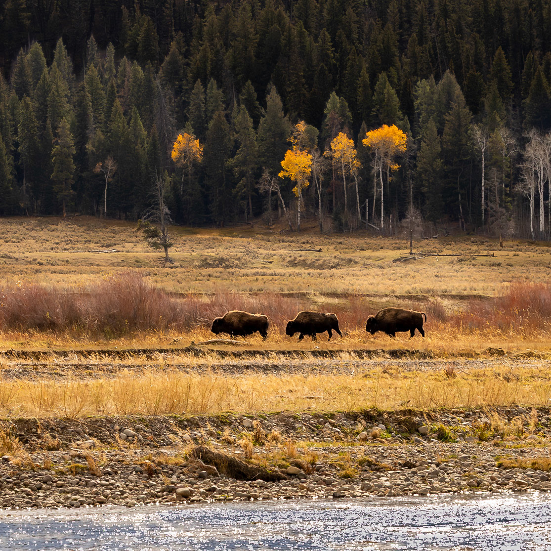 Yellowstone National Park