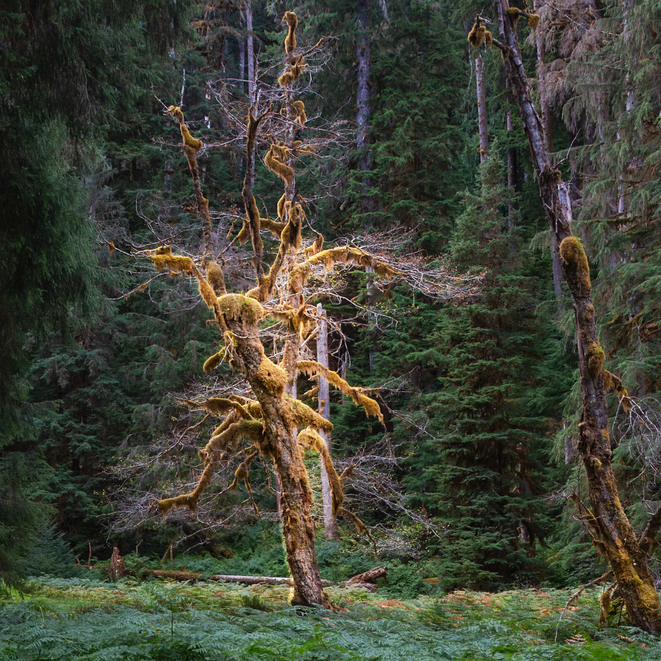 Olympic National Park