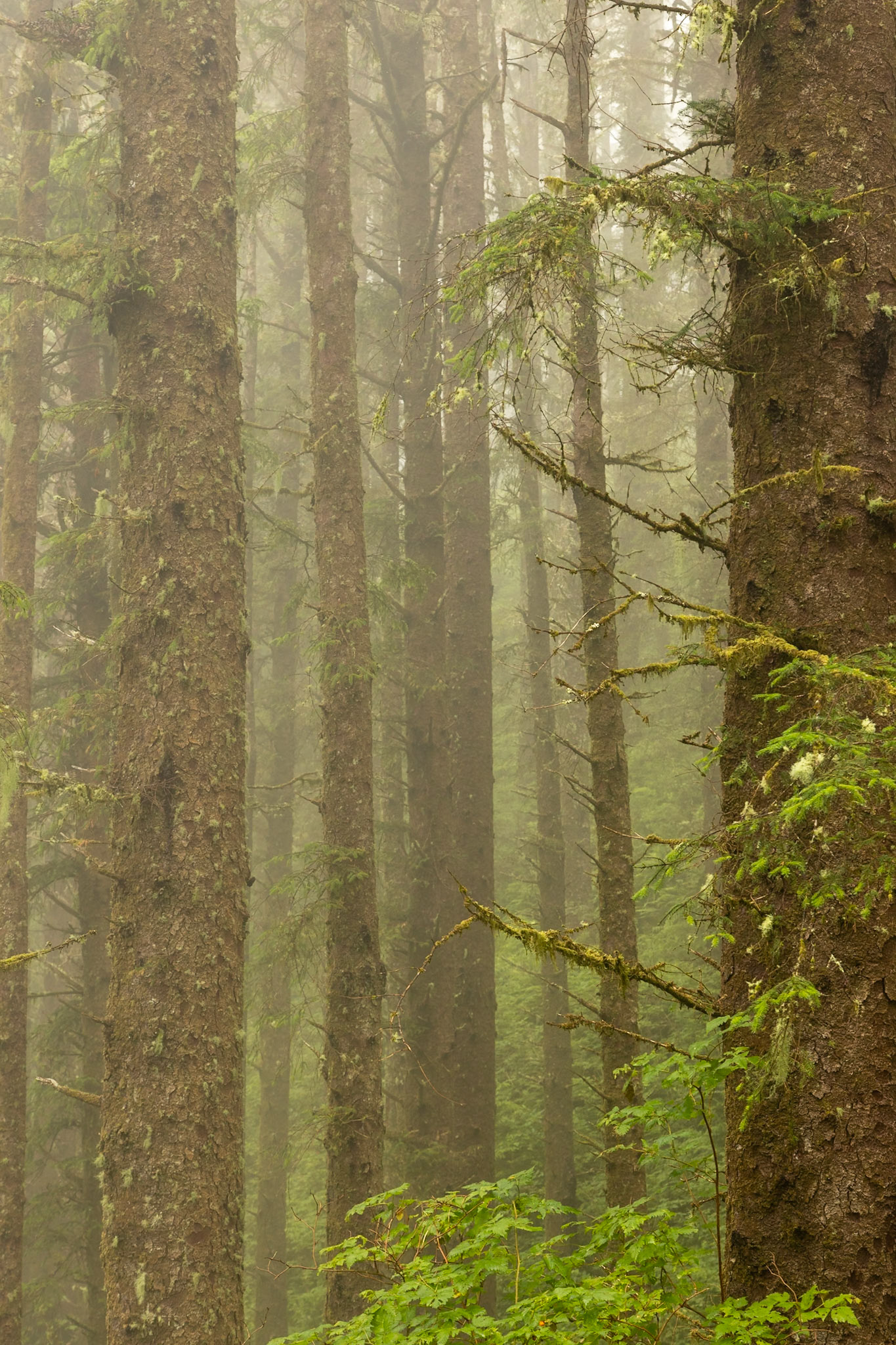 Cape Lookout Trail, Oregon