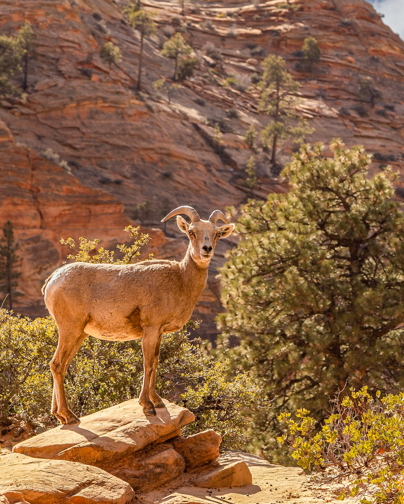Zion National Park