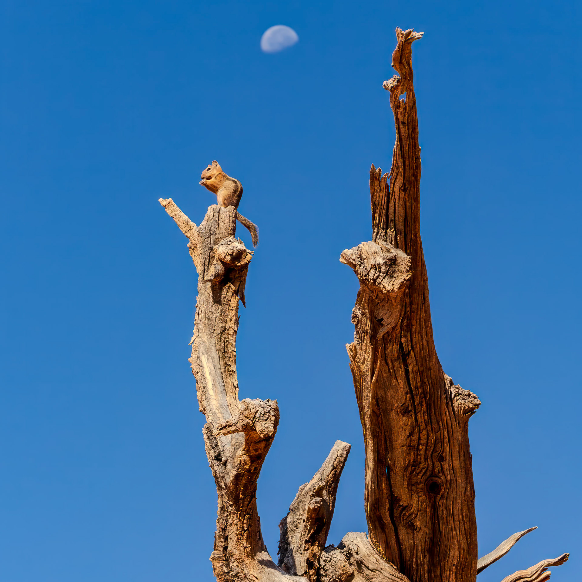 Bryce Canyon Nation Park 