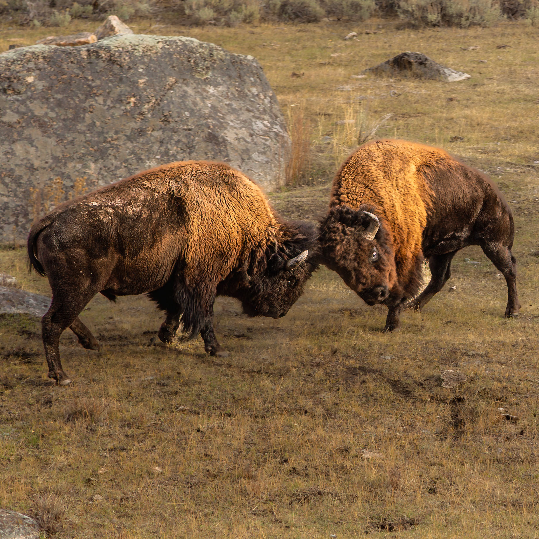 Yellowstone National Parl