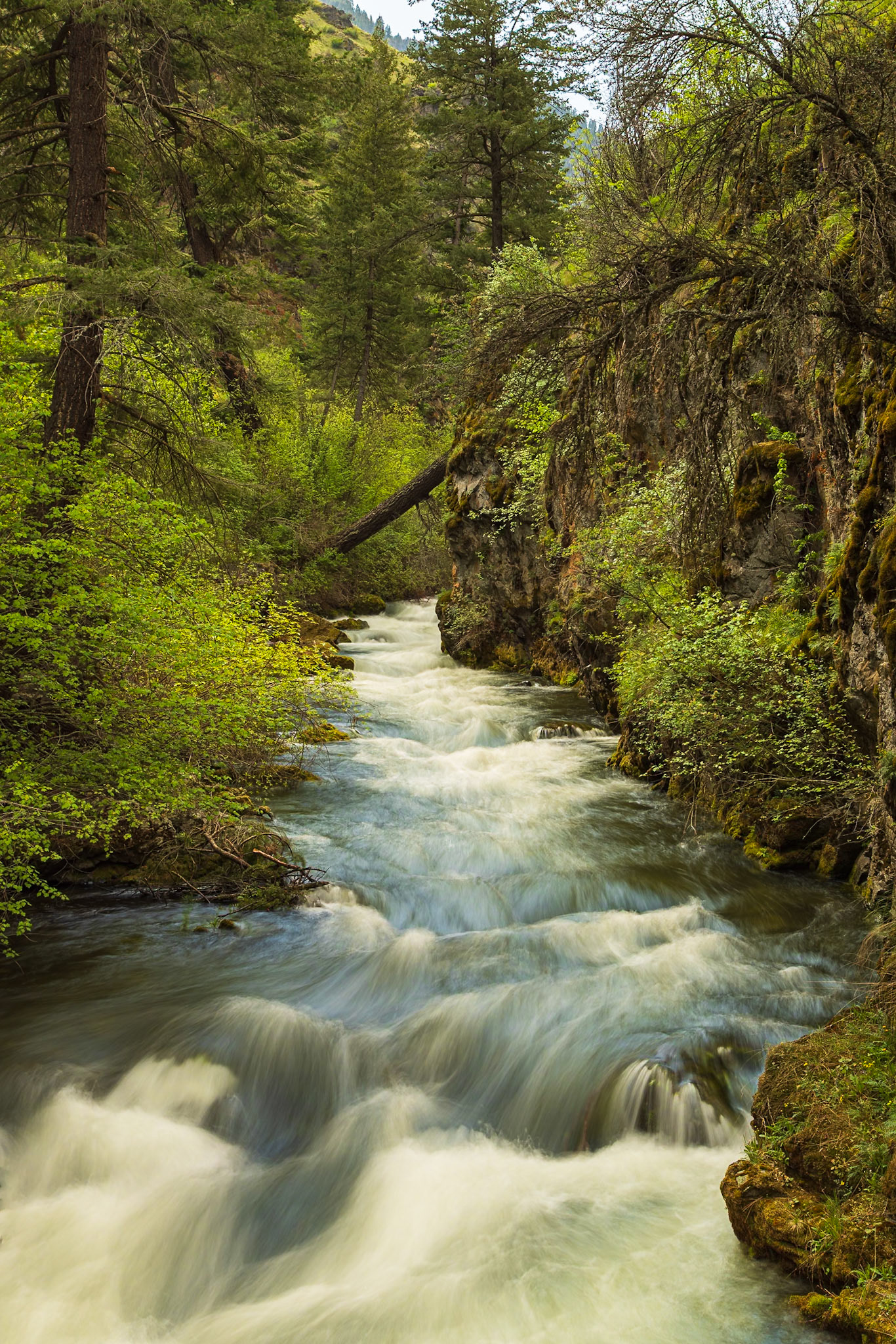 Rapid River, near Riggins, Idaho