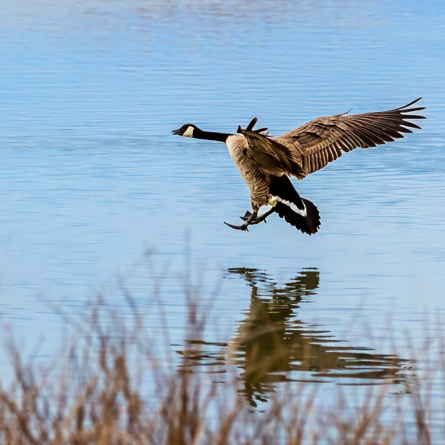 Bear River Migratory Bird Refuge