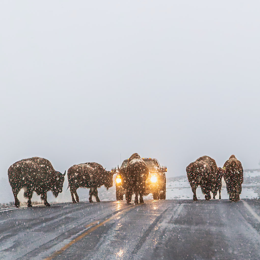 Yellowstone National Park