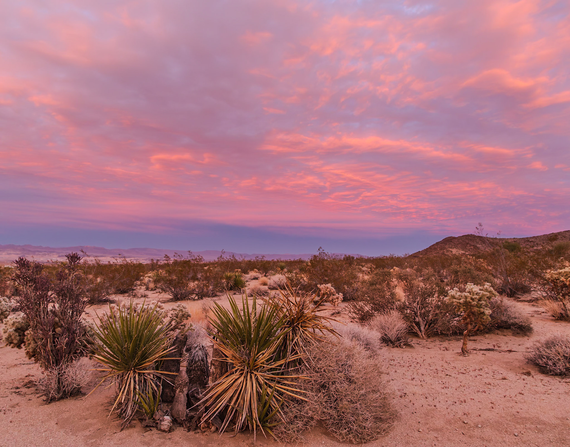 Joshua Tree National Park