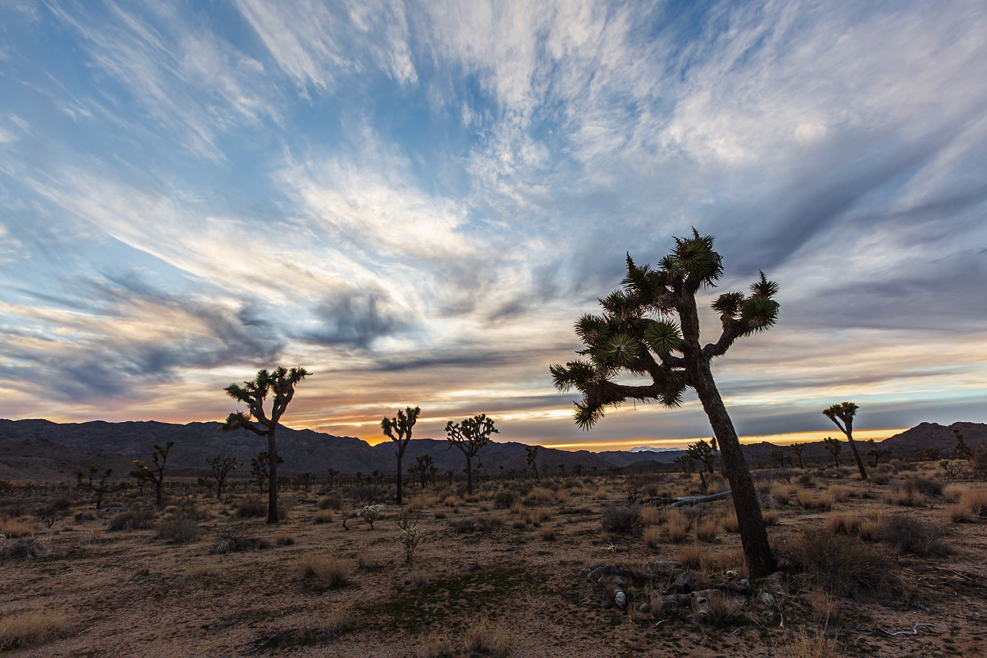 Joshua Tree National Park 