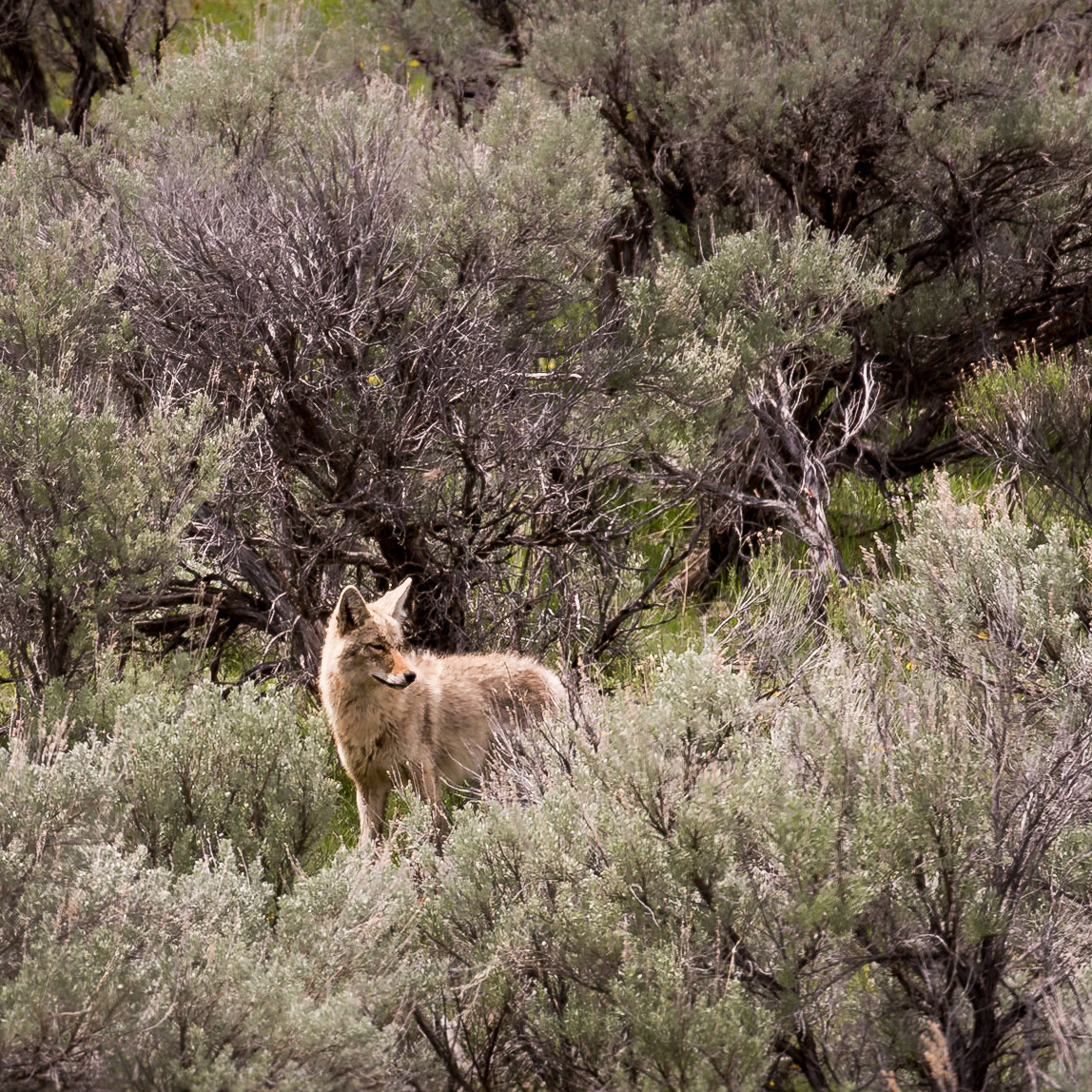 Yellowstone National Park