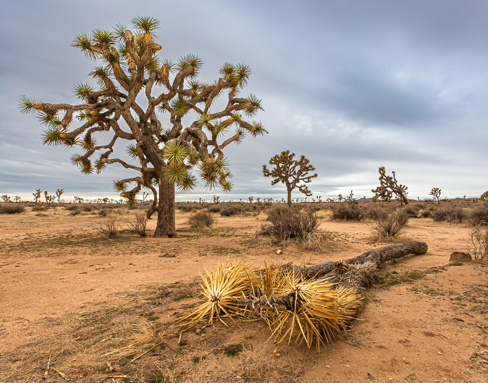 Joshua Tree National Park