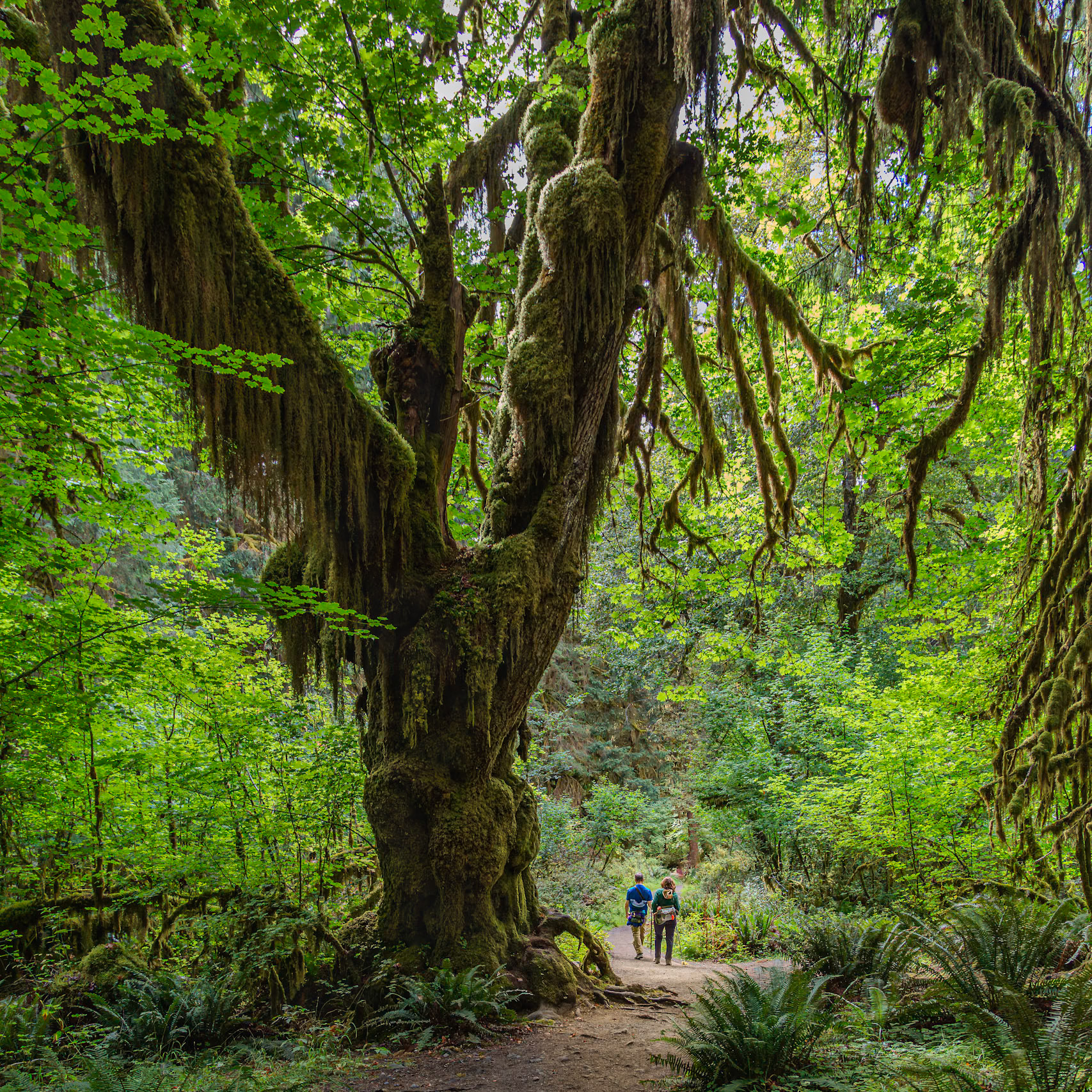 Olympic National Park