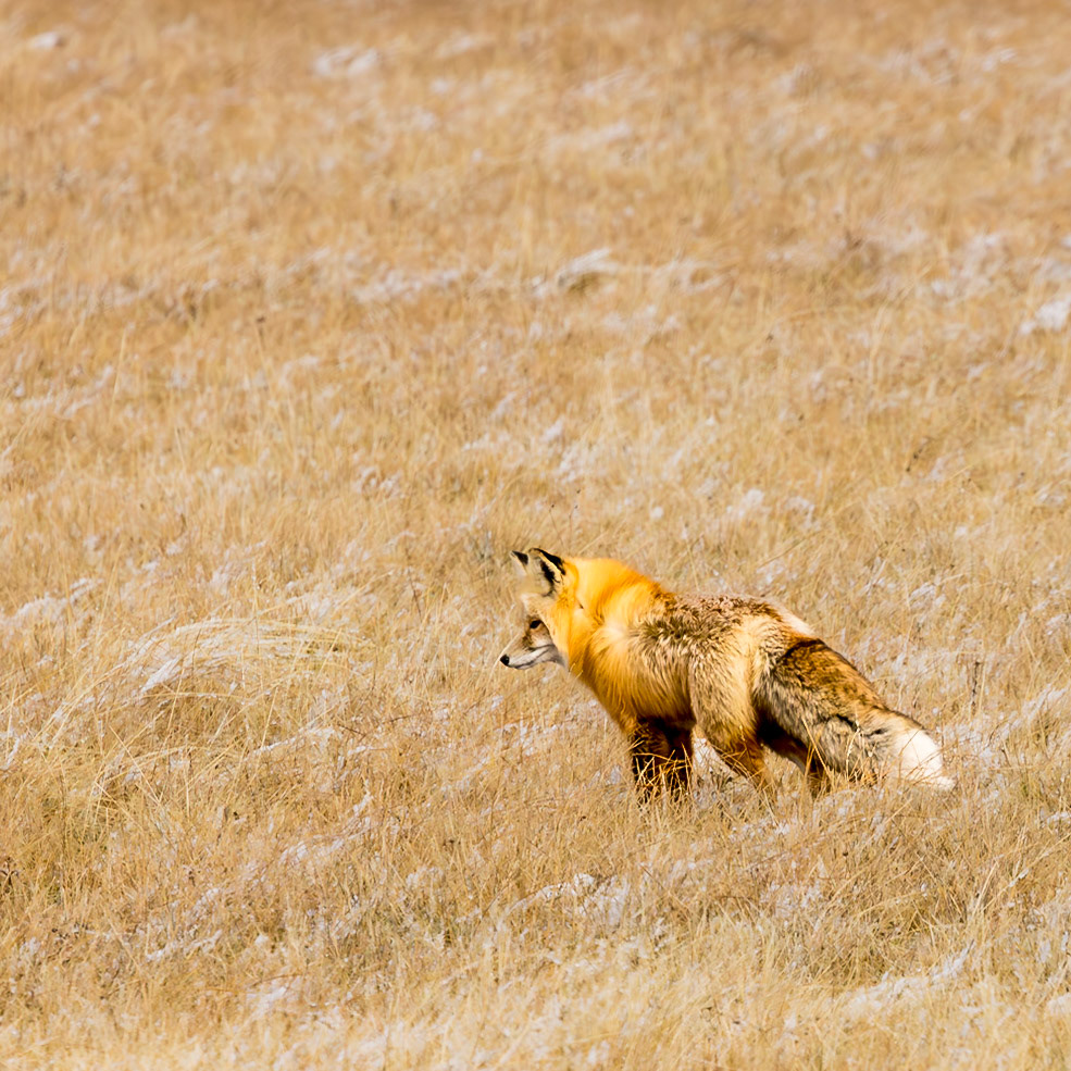 Yellowstone National Park
