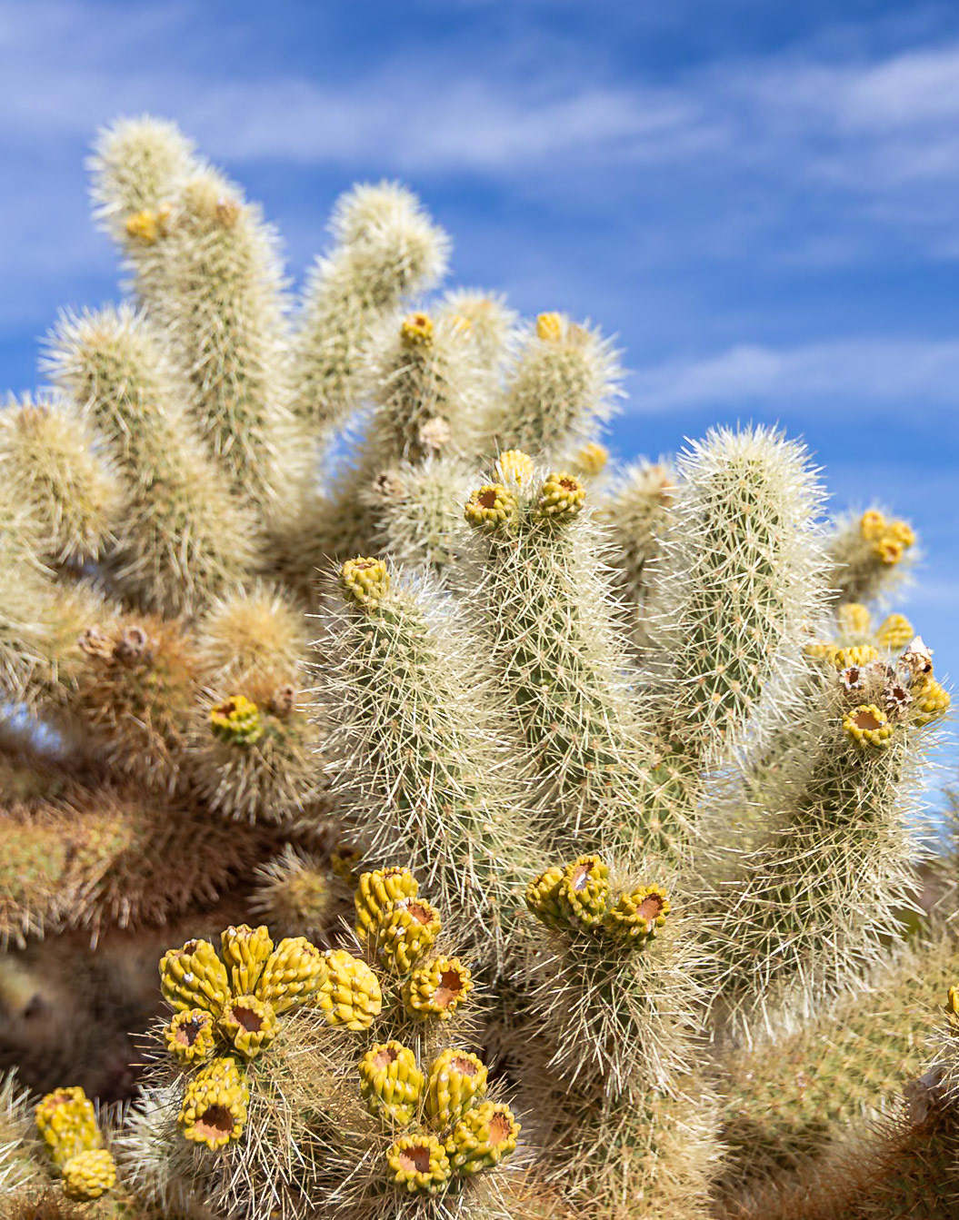 Joshua Tree National Park