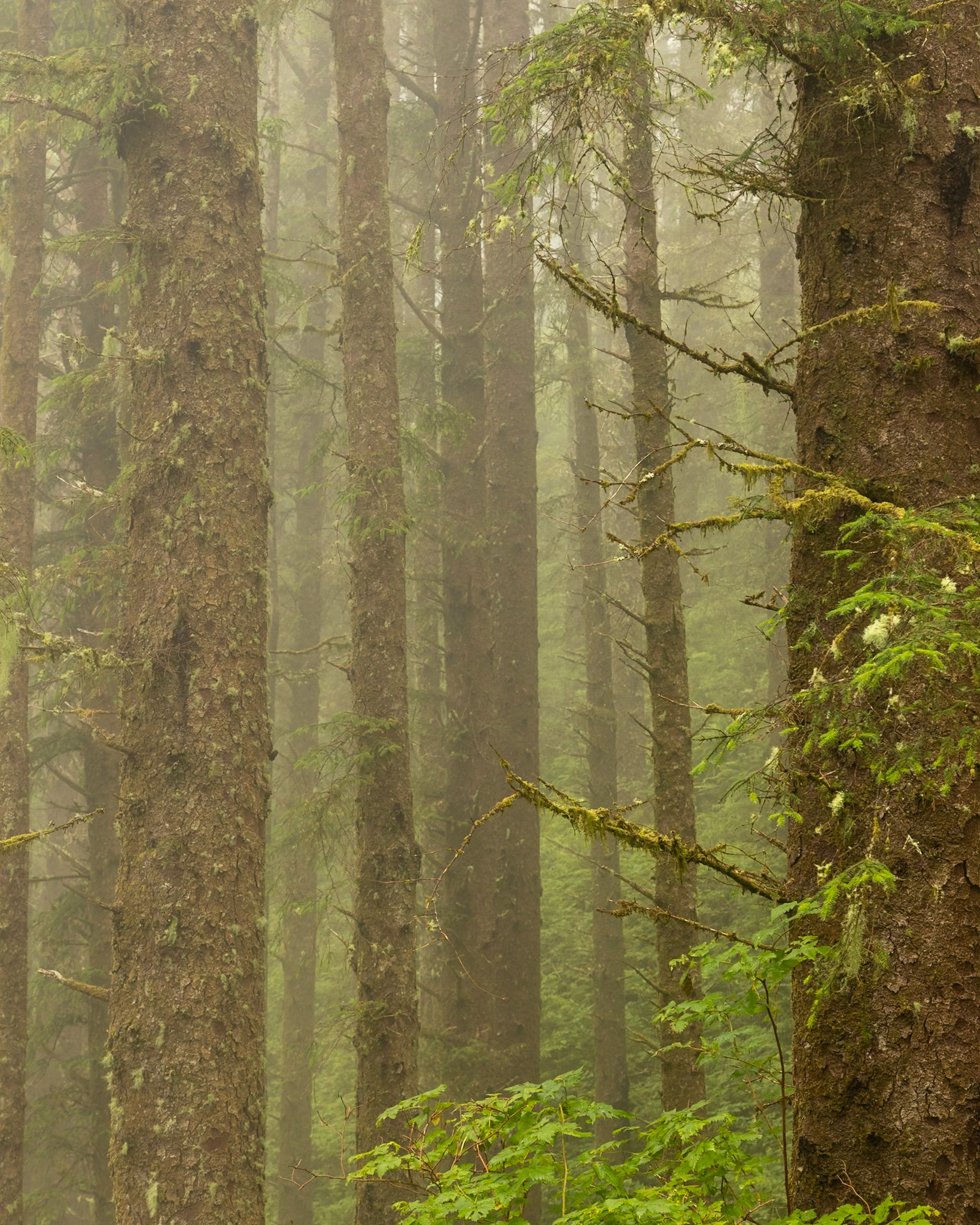 Olympic National Park