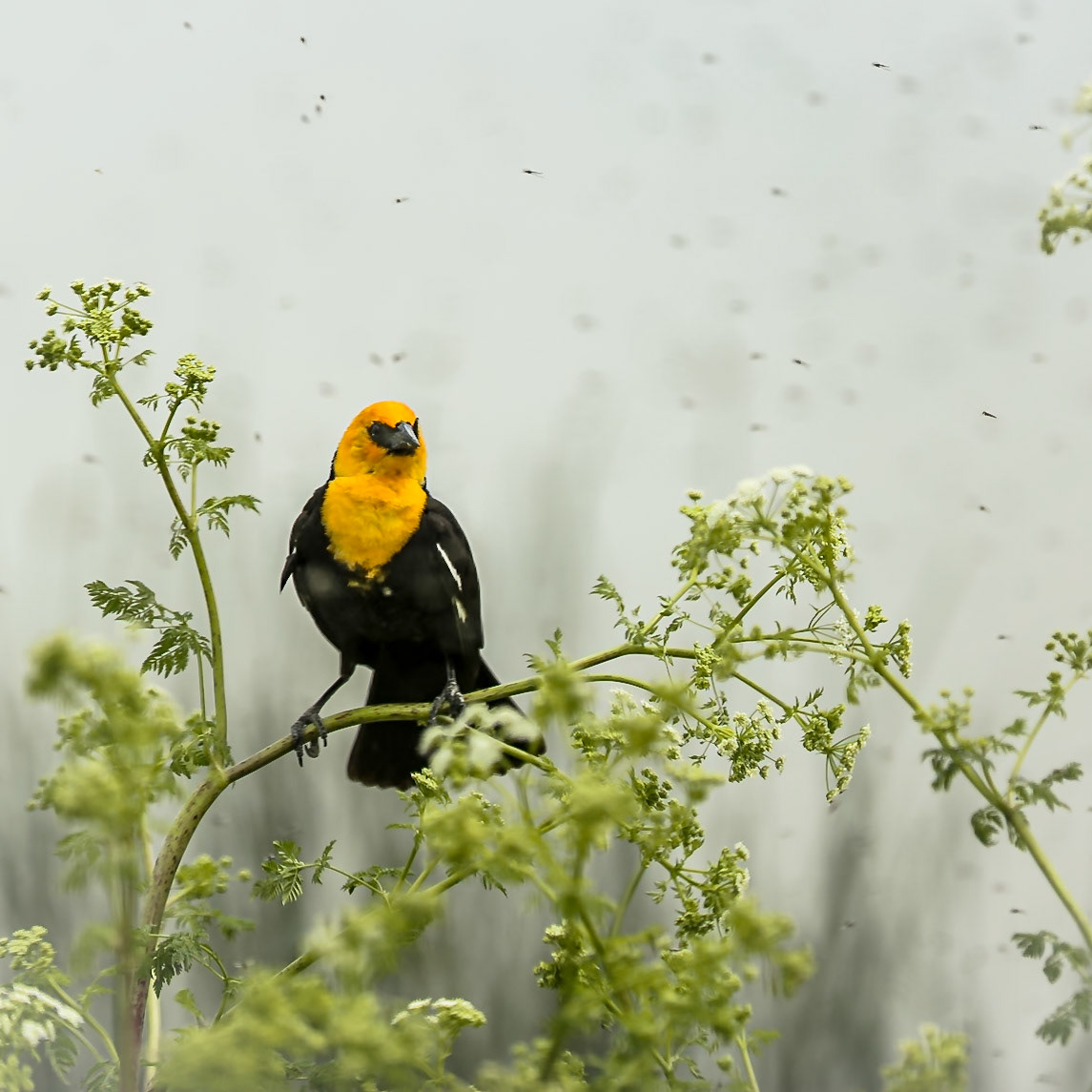 Bear River Migratory Bird Refuge
