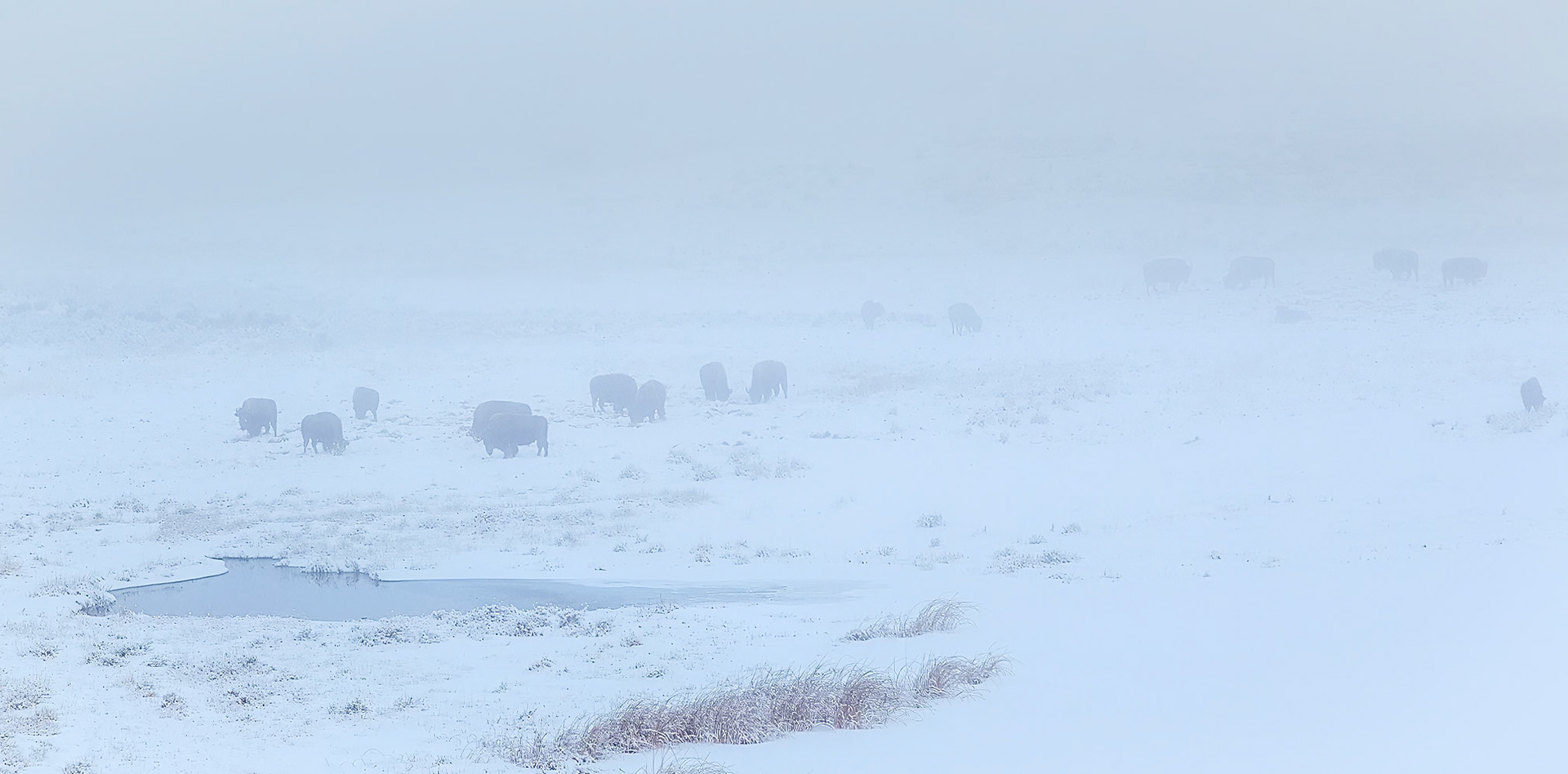 Yellowstone National Park