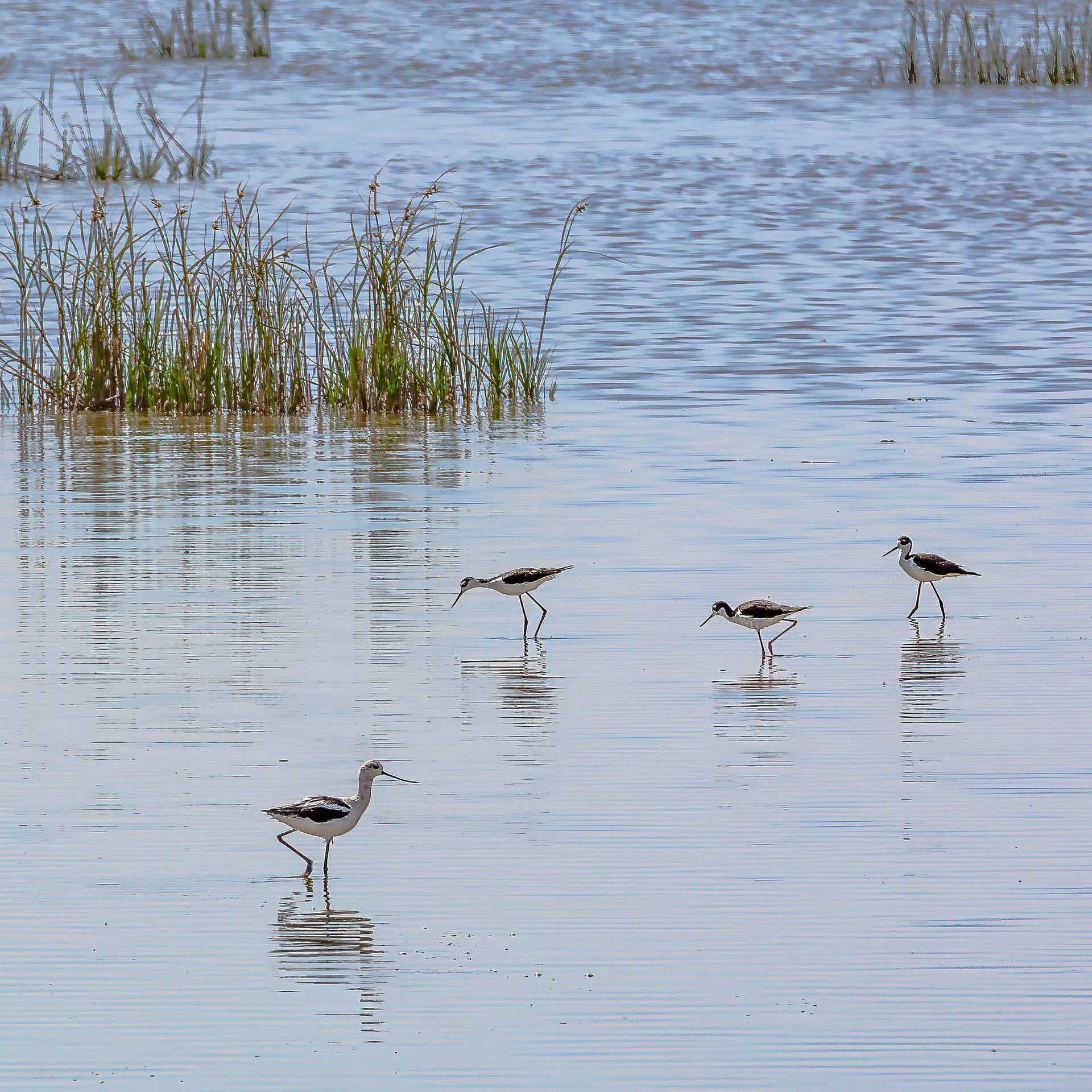 Bear River Migratory Bird Refuge