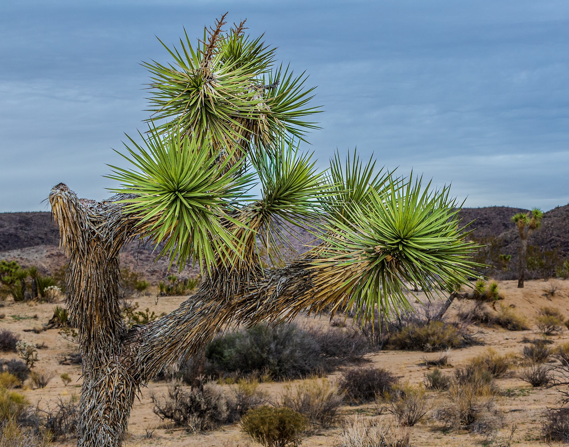 Joshua Tree National Park