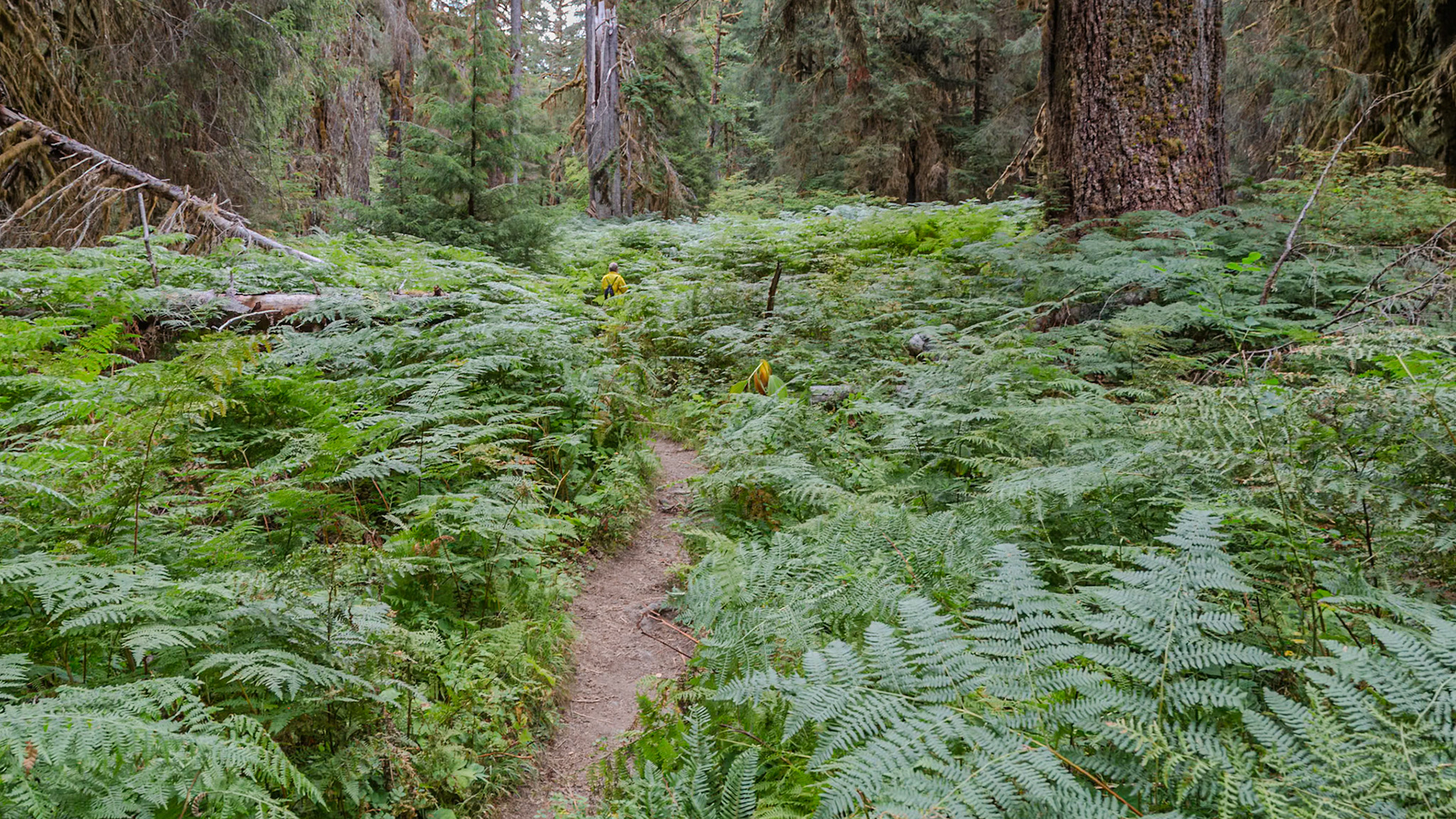 Olympic National Park
