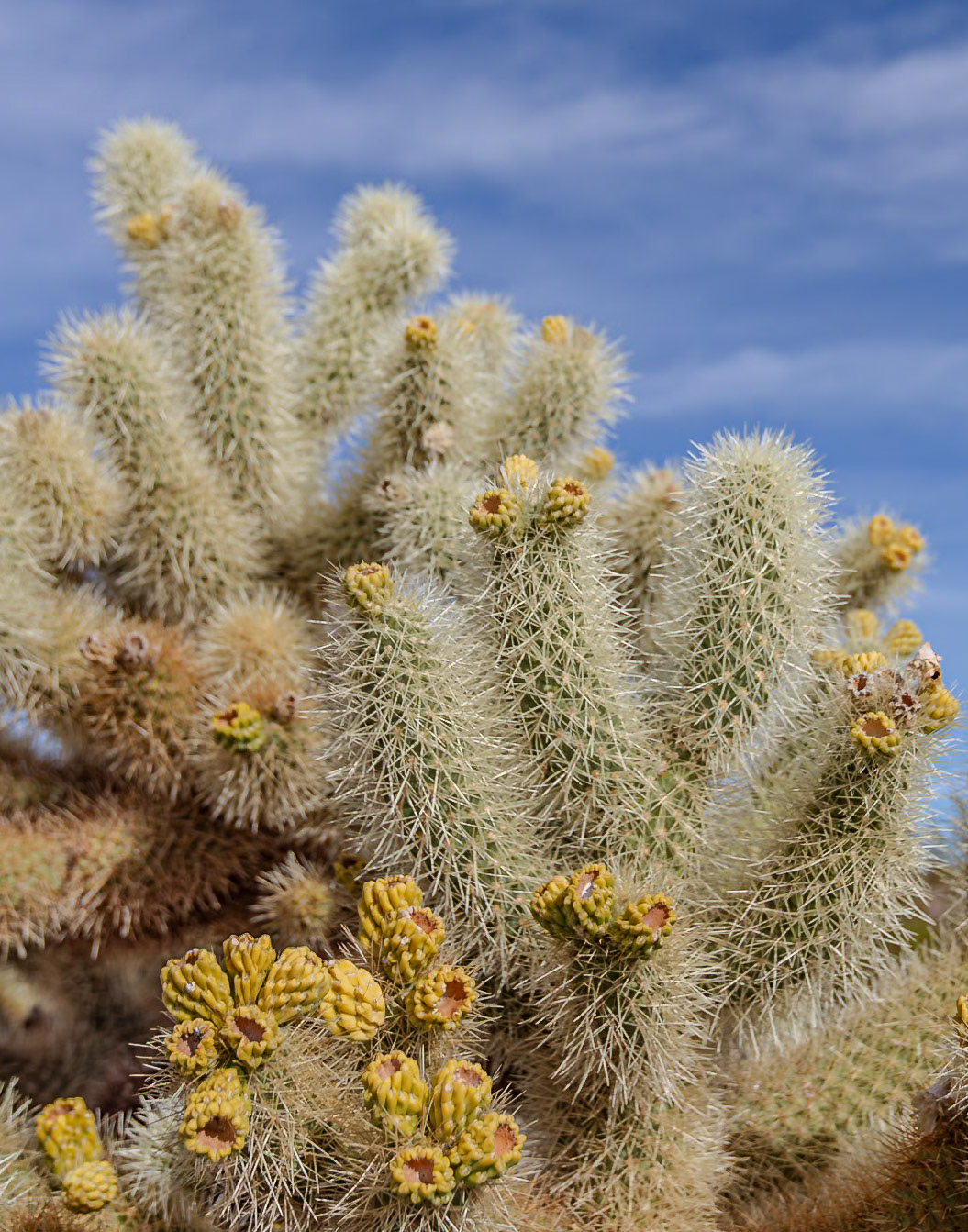 Joshua Tree National Park