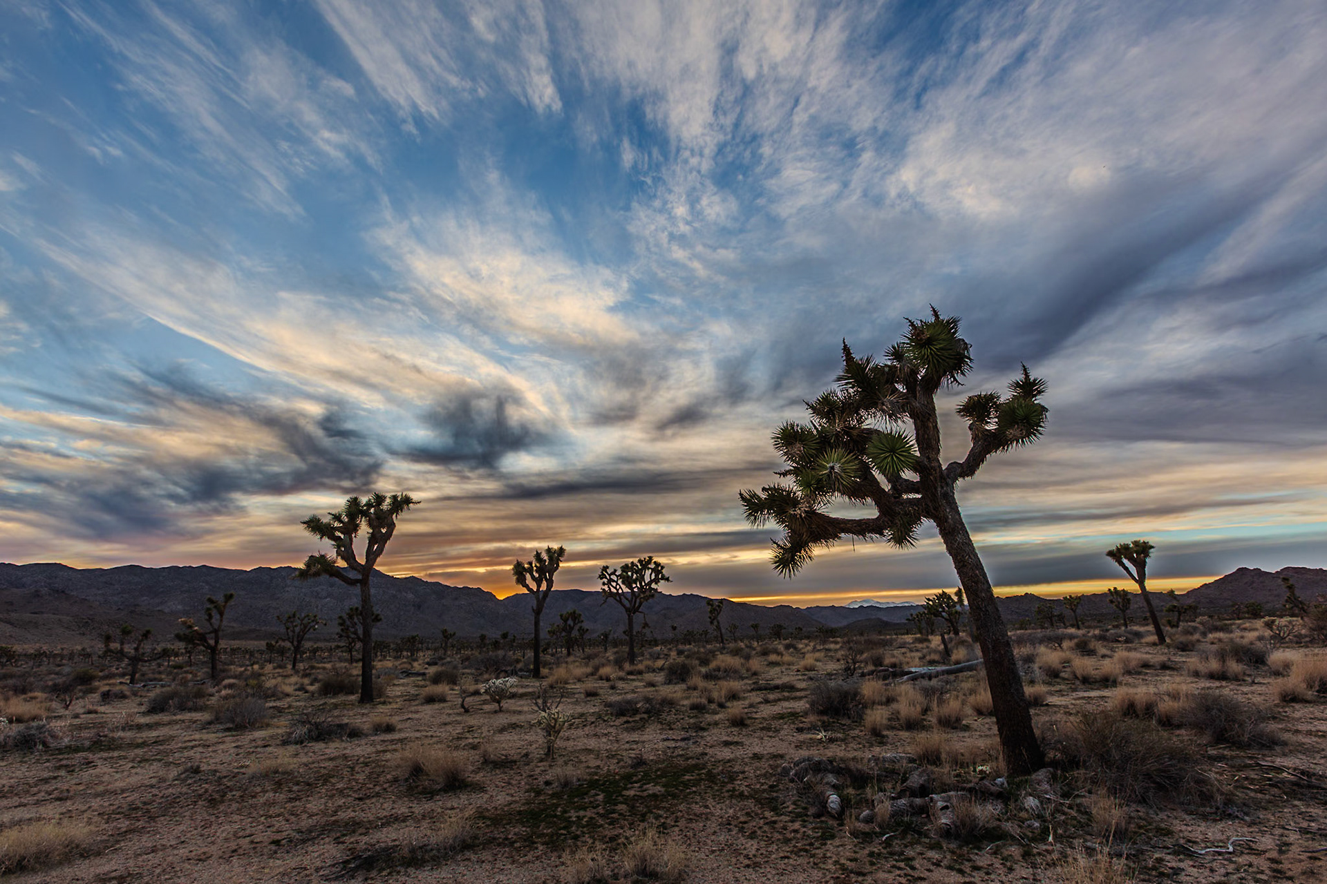 Joshua Tree National Park