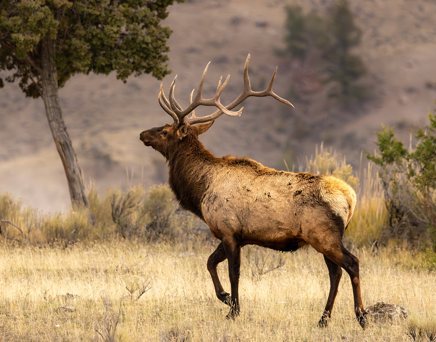 Yellowstone National Park