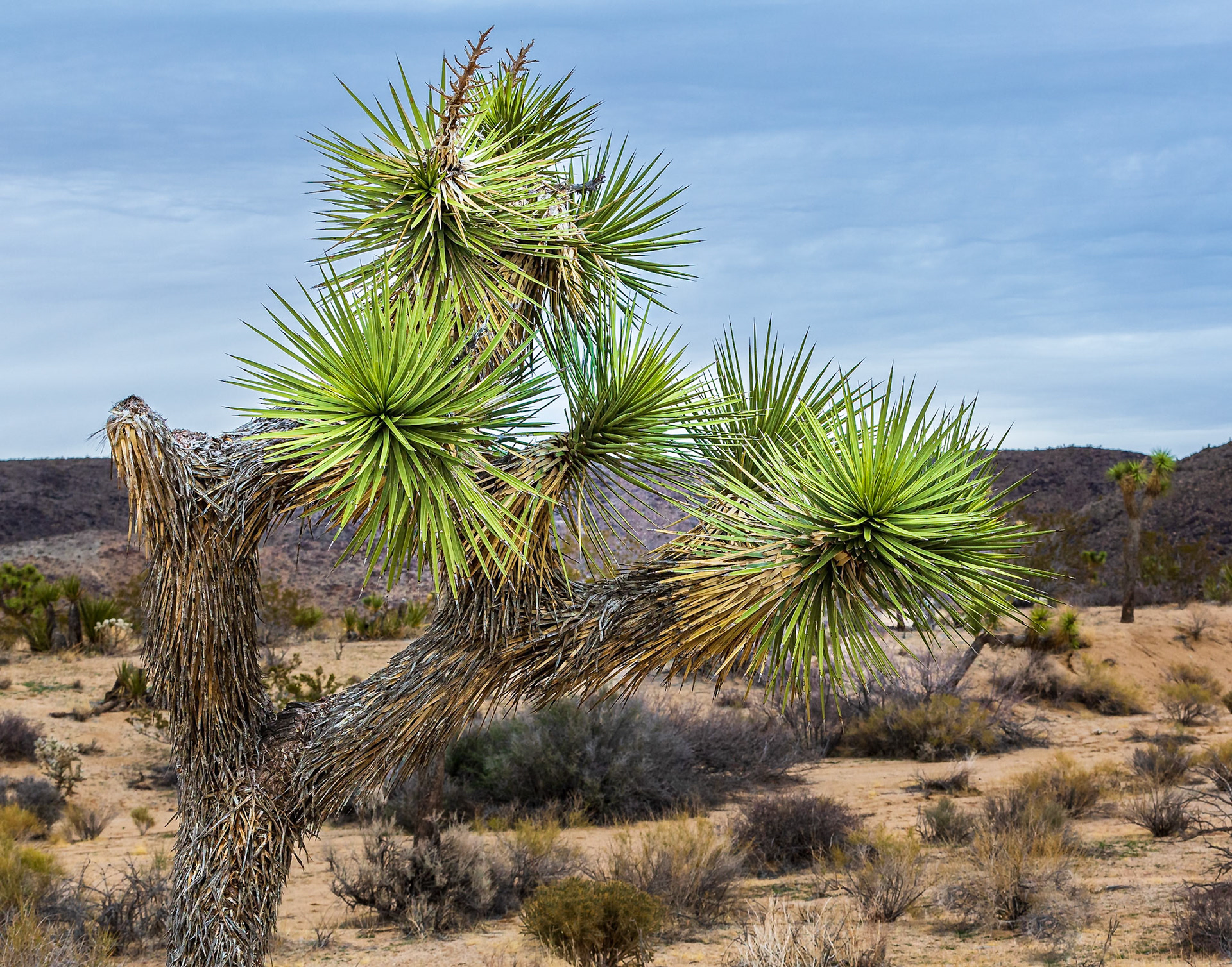 Joshua Tree National Park