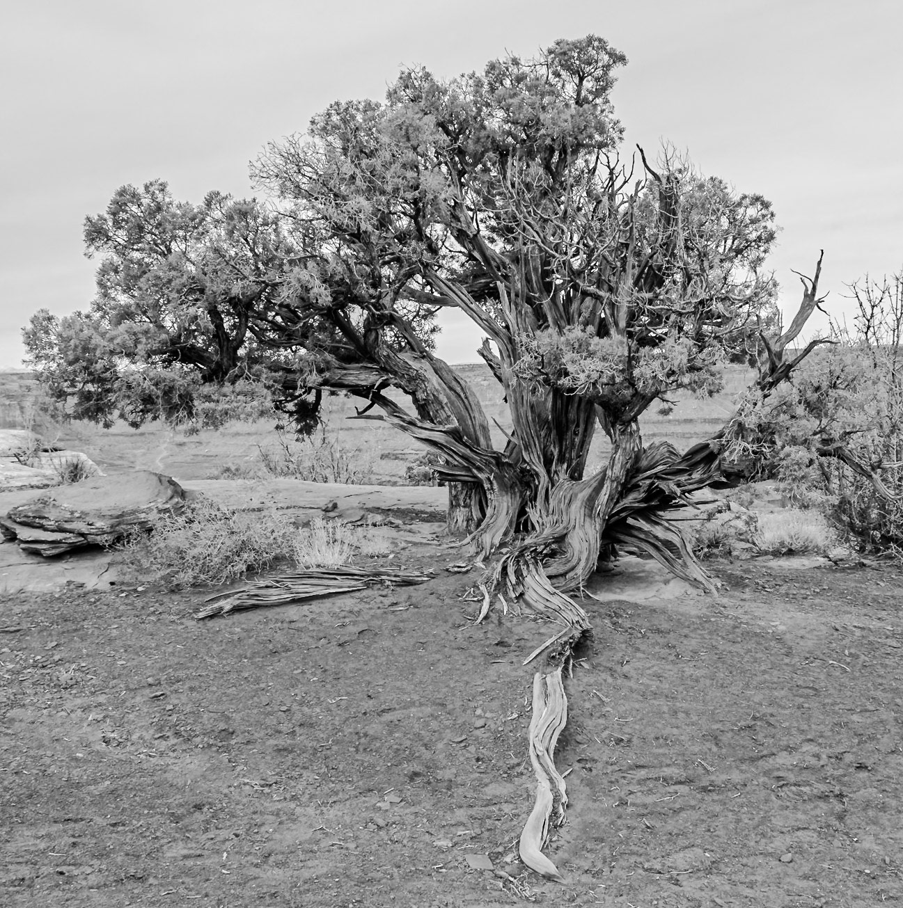 Dead Horse Point State Park