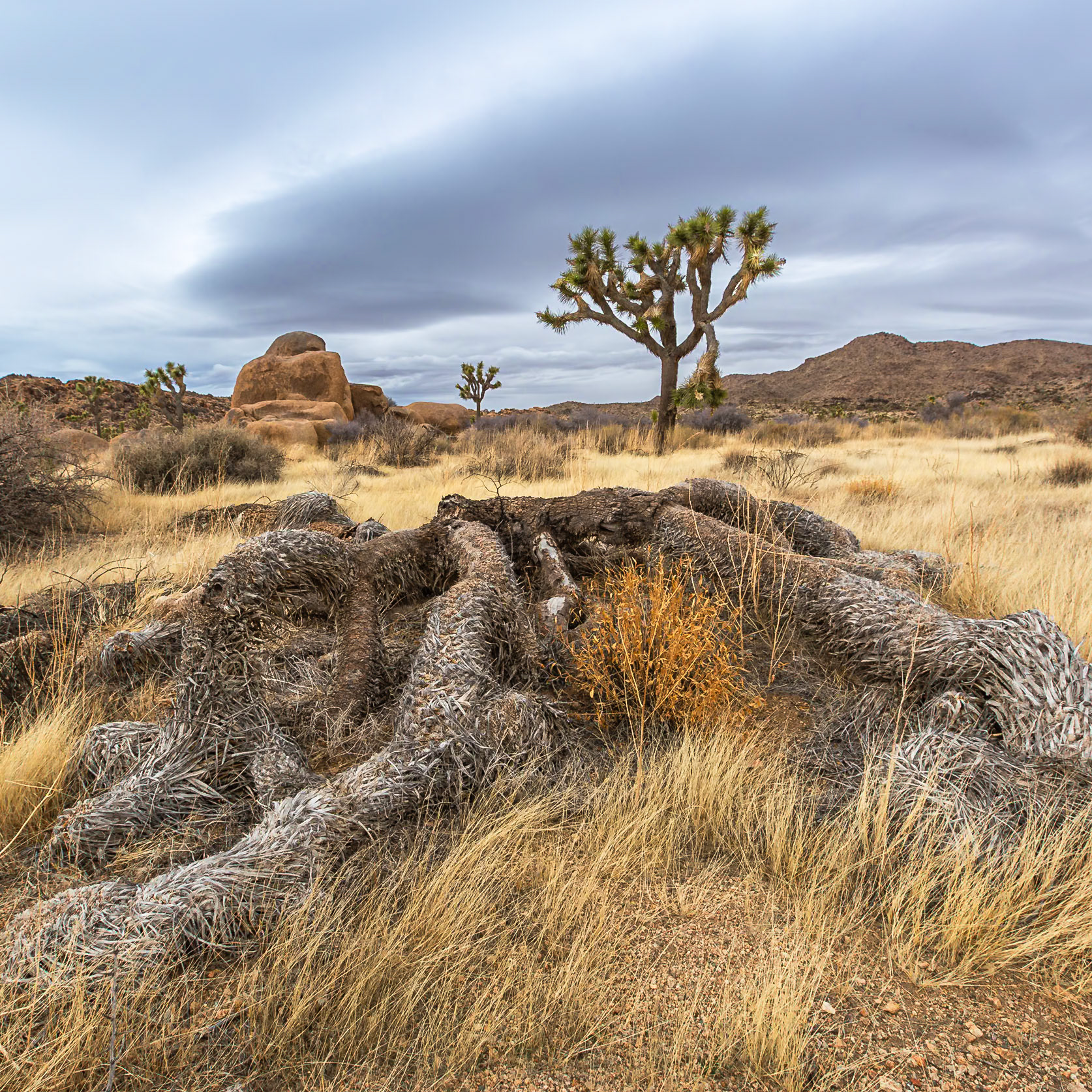 Joshua Tree National Park 