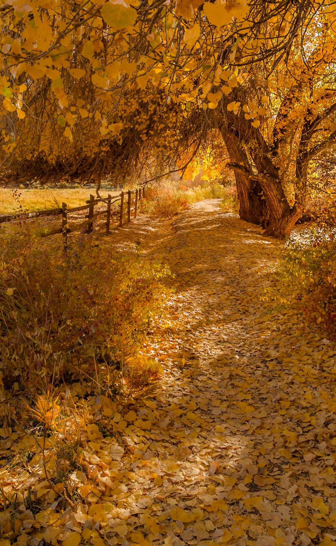 Capitol Reef National Park