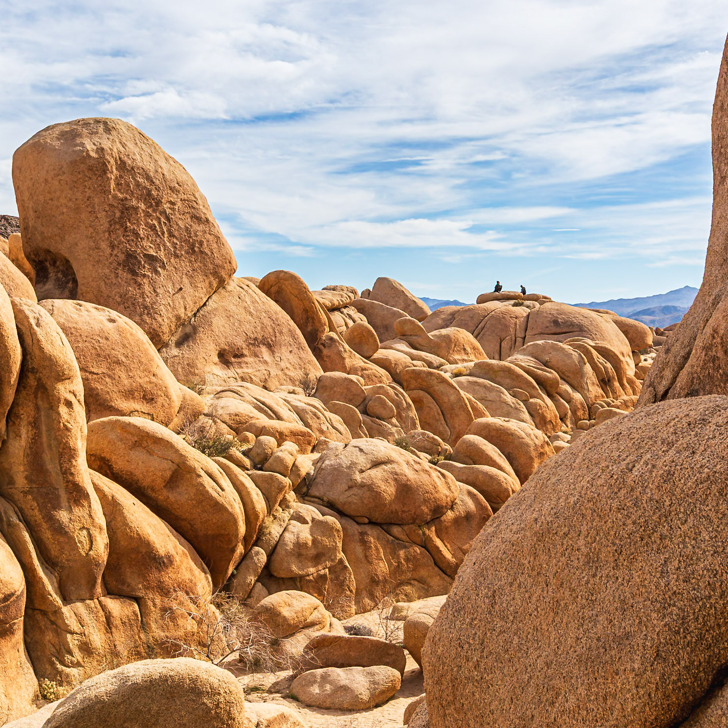 Joshua Tree National Park